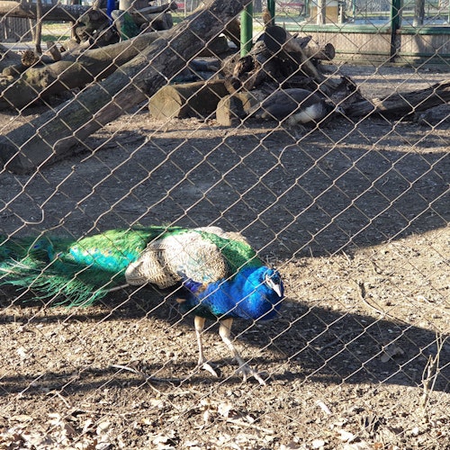 一隻羽毛鮮豔藍綠色的孔雀站在一個有圍欄的範圍內，周圍散落著幾根木頭。