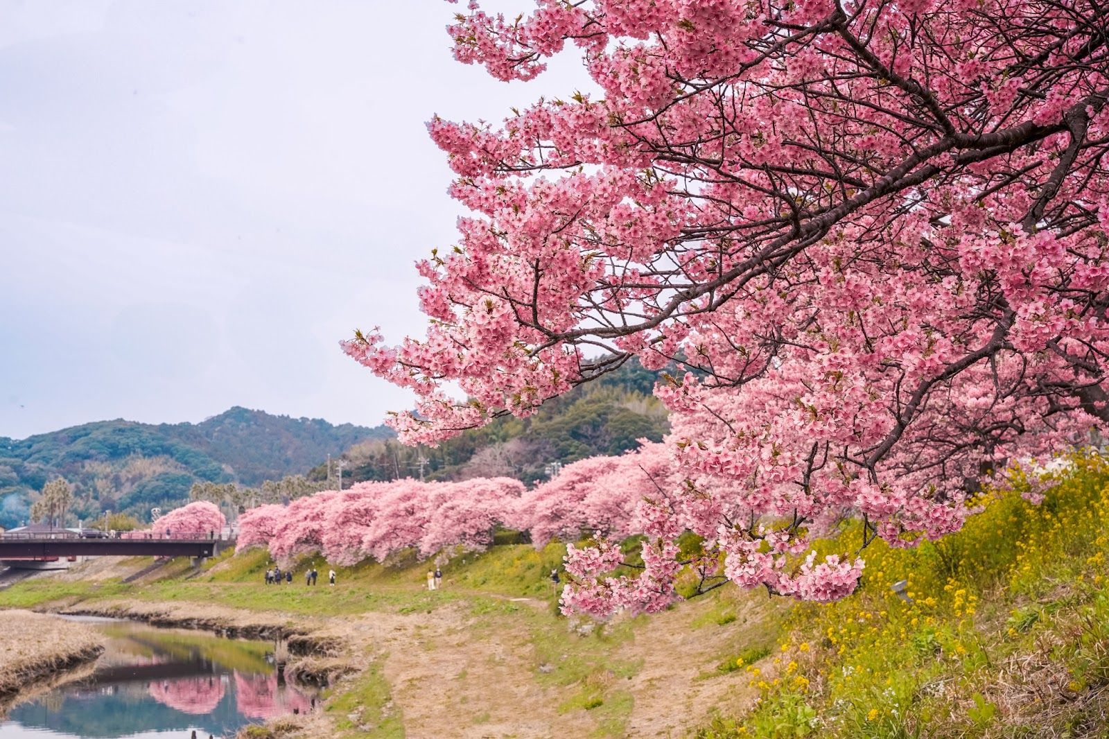 Cherry blossoms in Minamiizu