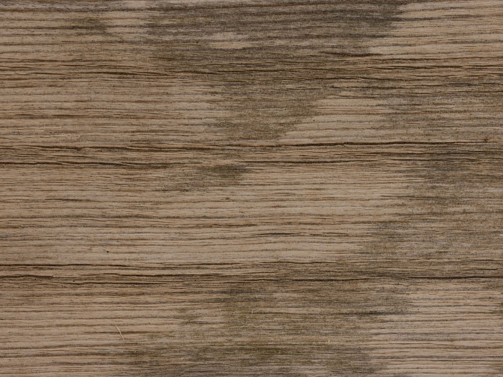 ENGLISH OAK