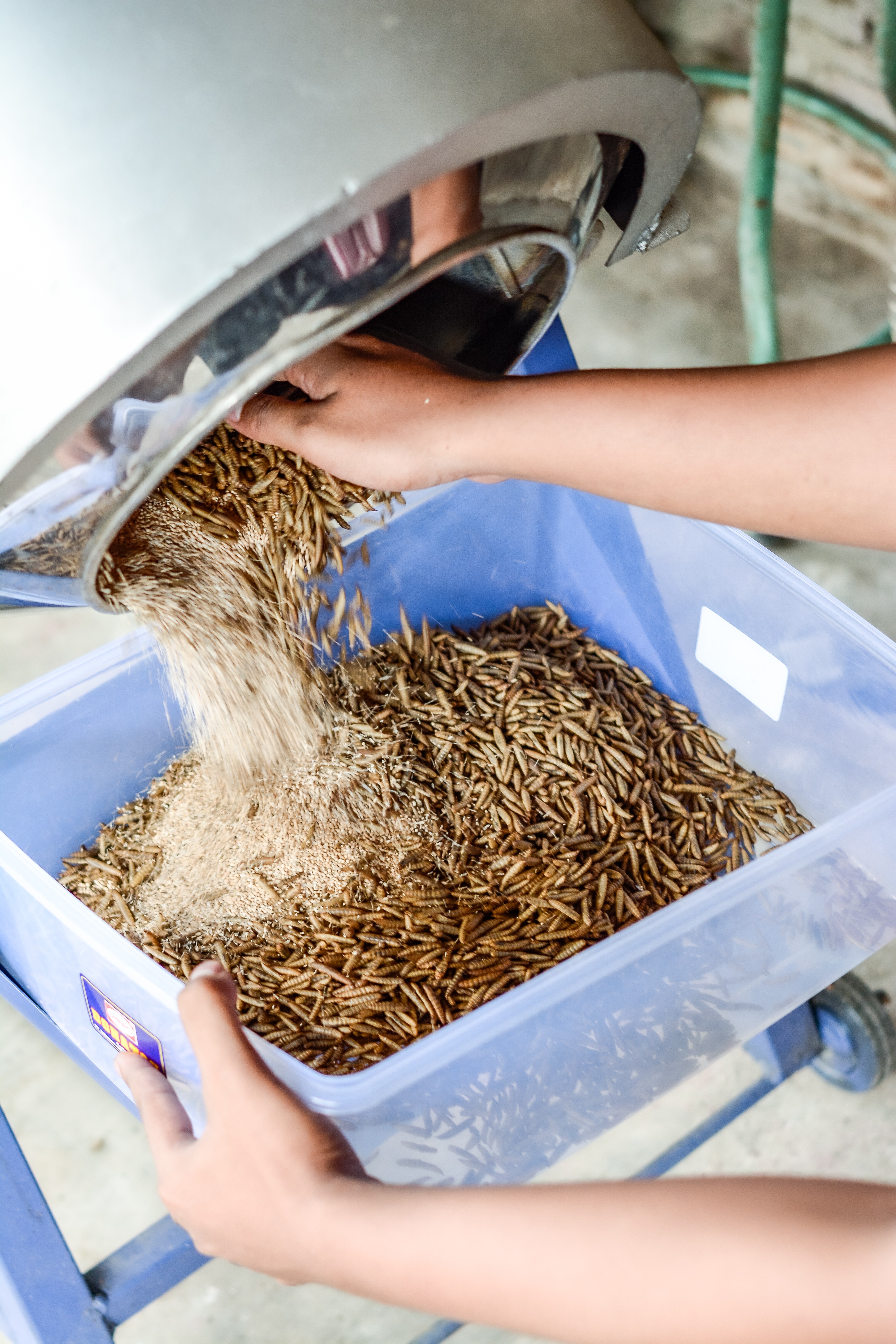 Supper Maggot Product Process Photoshoot