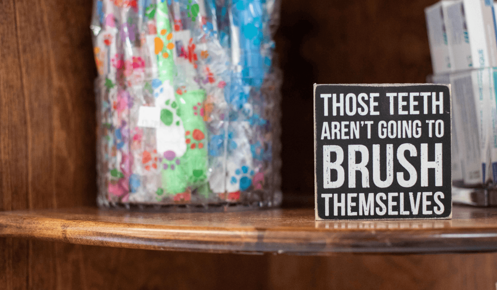 A female veterinarian examining a cat's teeth