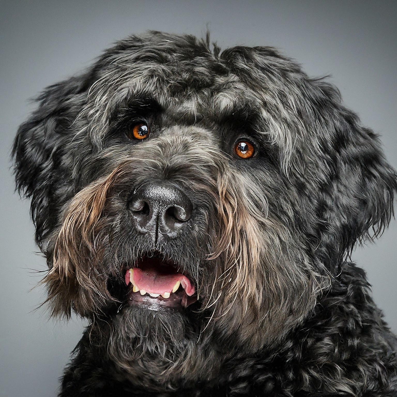 BUDDYUNO, Bouvier des Flandres