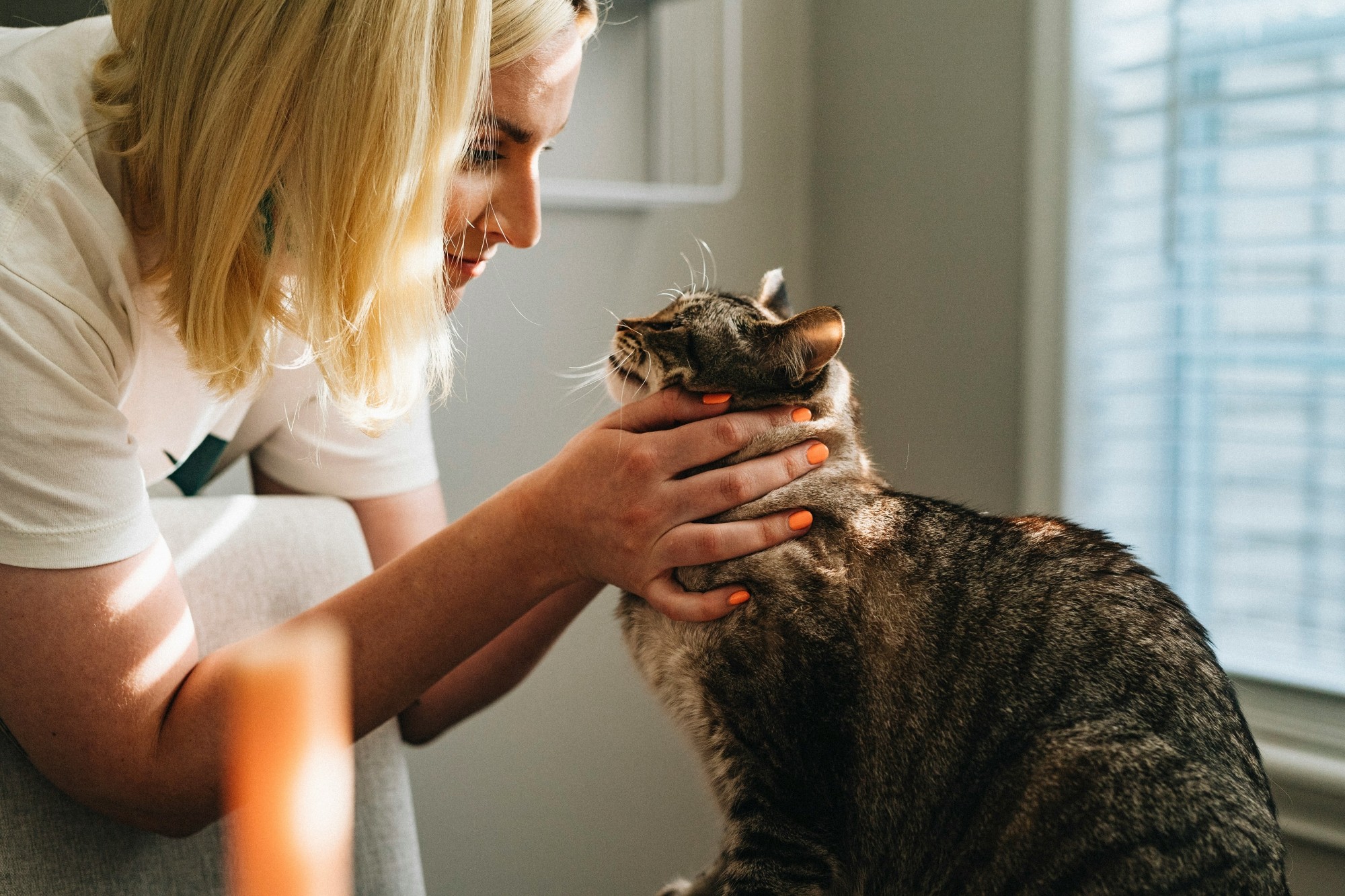 A cat getting ready for a vet home visit