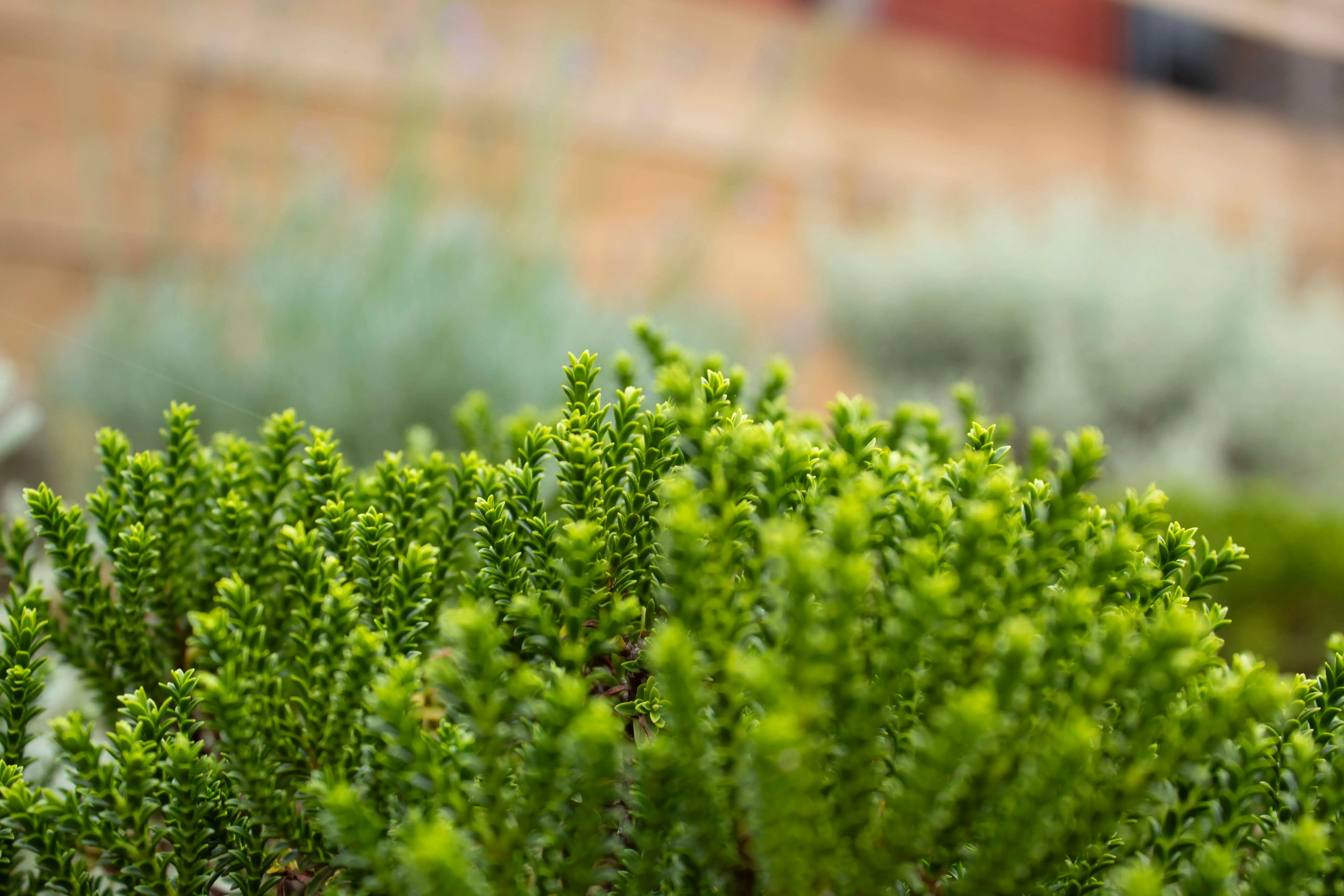 Close-up of lush green plants with soft, delicate leaves, set against a blurred background of a rustic wall.