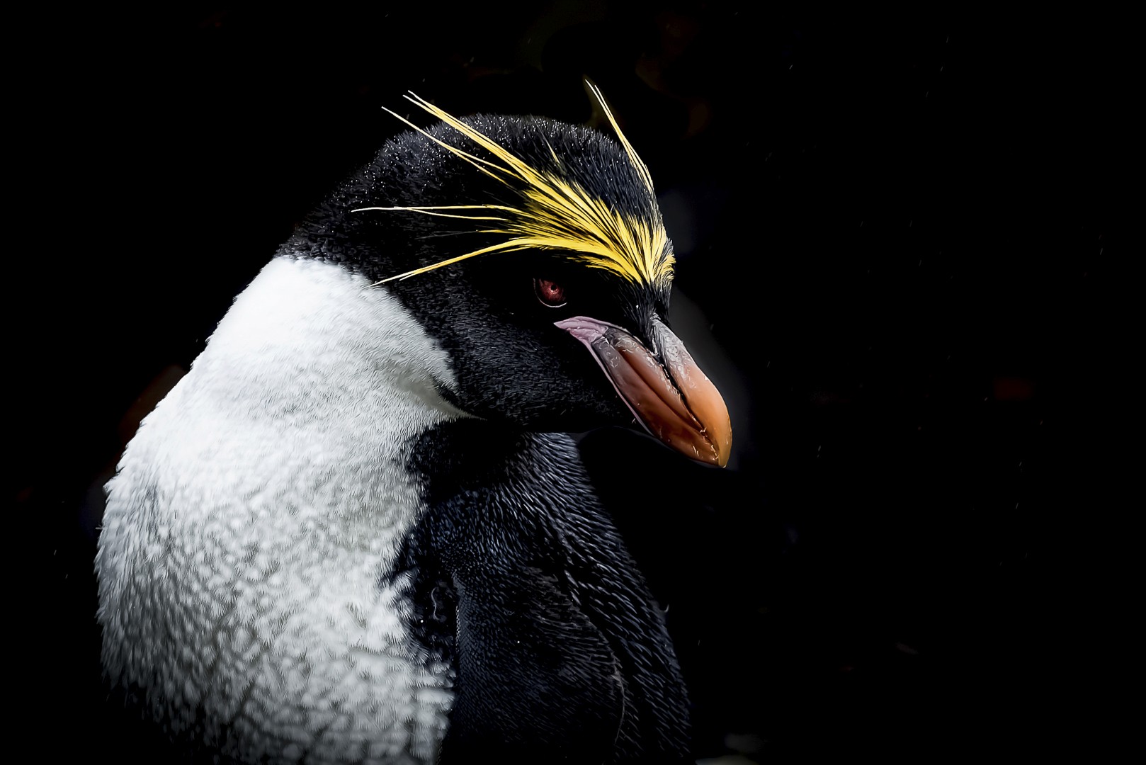 Portrait du Gorfou doré