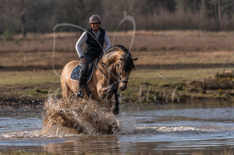 Lusitano stallion Gallito 
