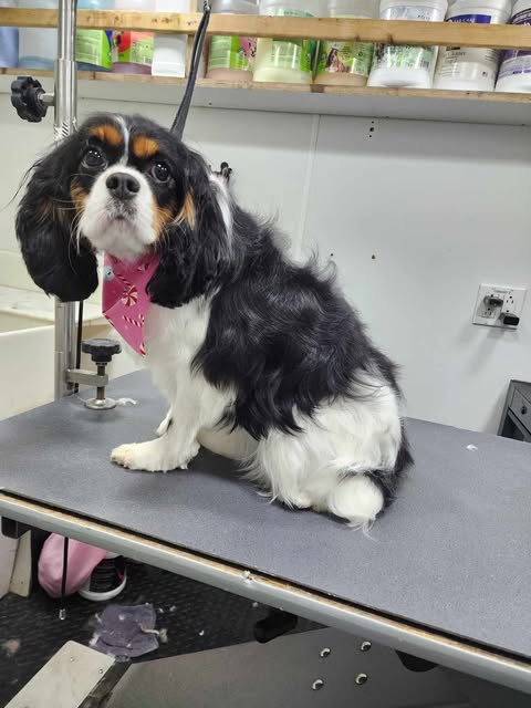 Small Dogs Grooming Gallery Of Photos - Wags To Riches Dog Grooming