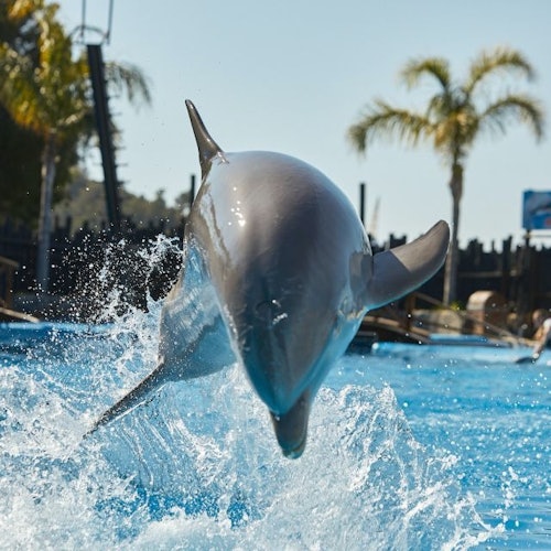 Delfines de Mundomar Benidorm