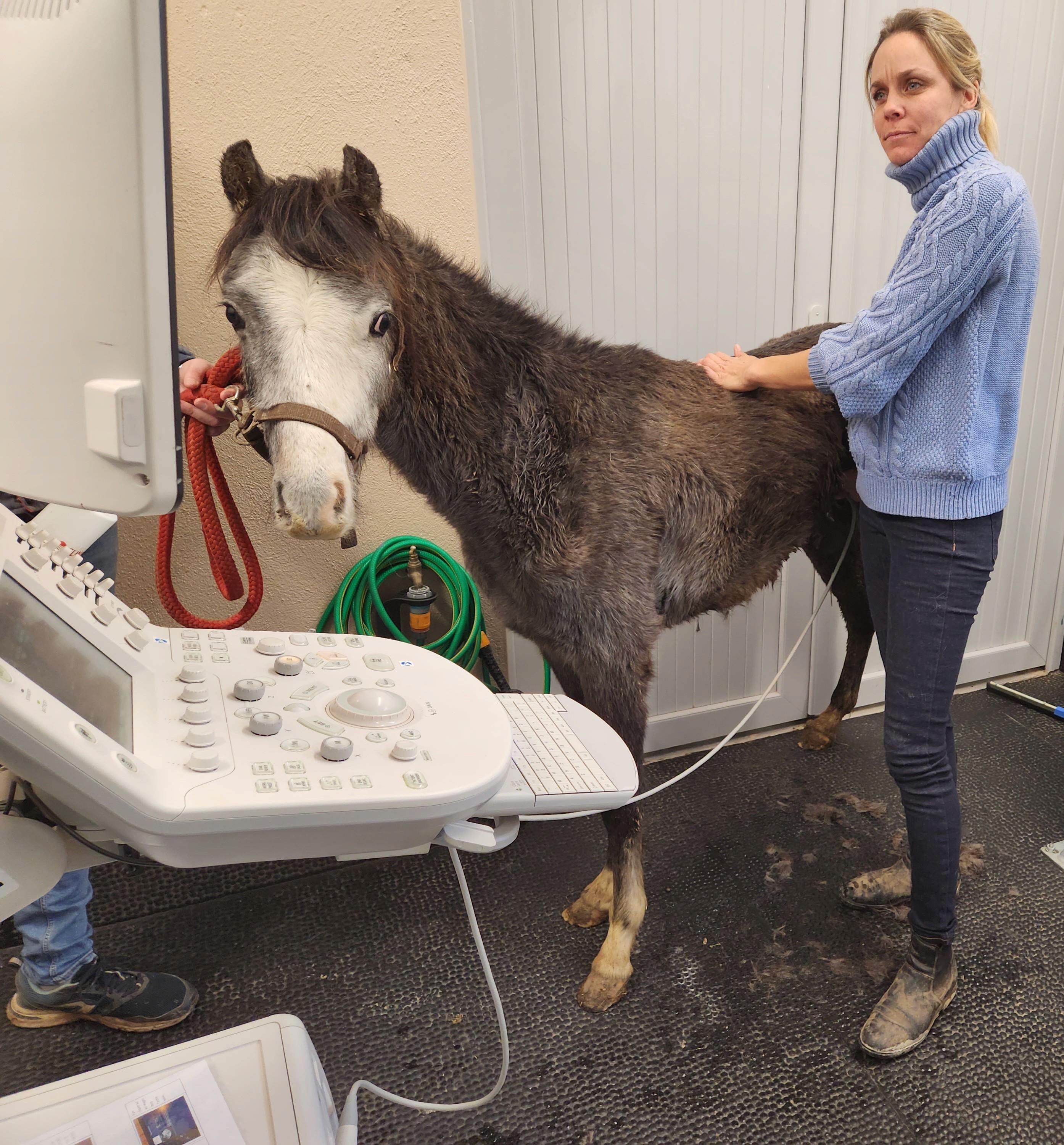 échographie poney
