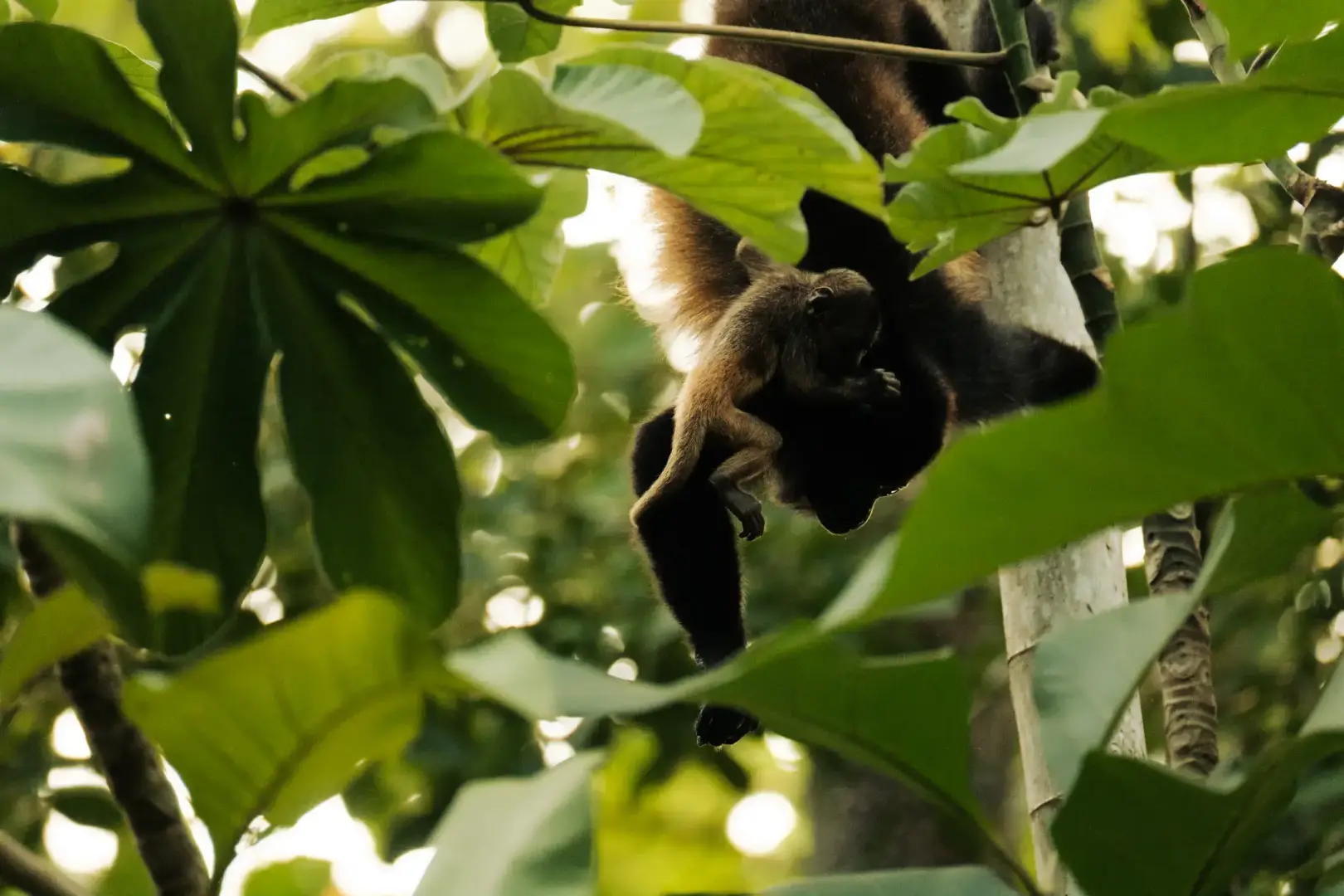 Monkey holding a baby clinging to its back through foliage.