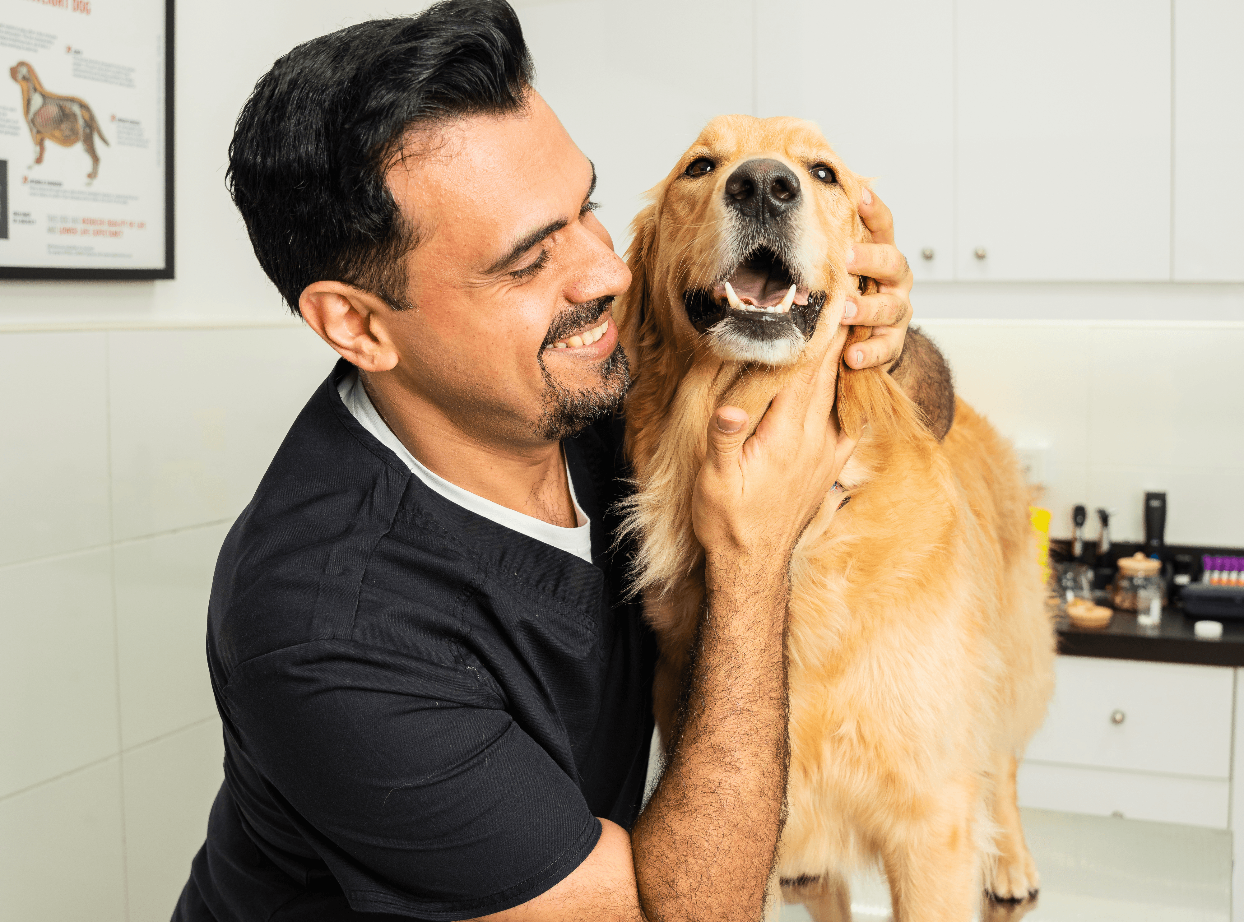 A veterinarian during a health check-up on a dog who has undergone a spay surgery.