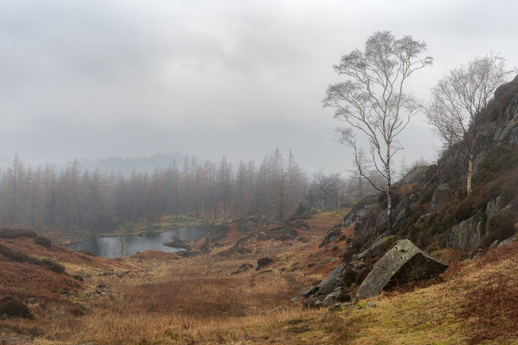 A tall tree stands on the right of the image. A wide open grassy path leads down to the reservoir. Trees stood behind faded out with the mist.