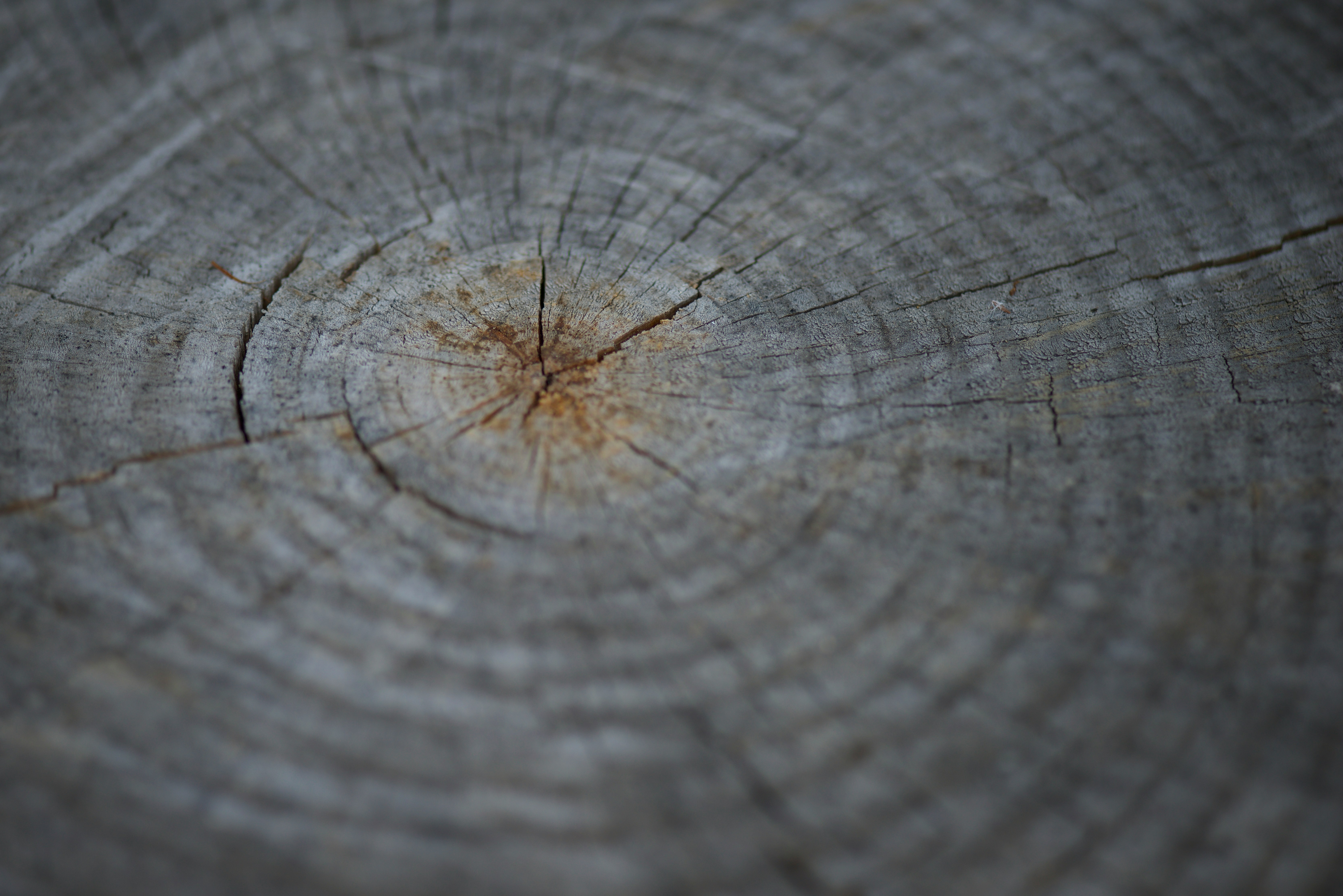gray wood log