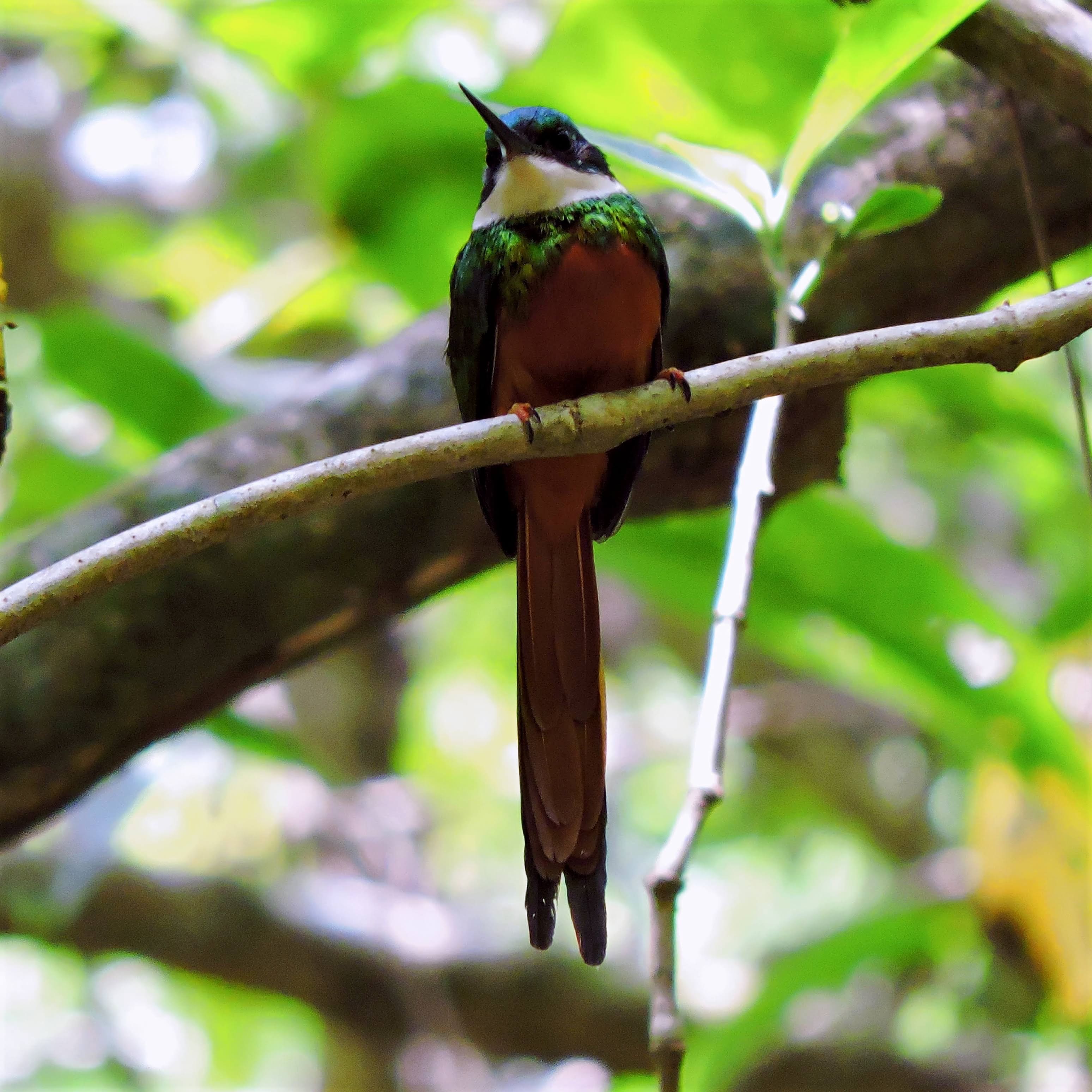 Jacamar Cola Canela 2