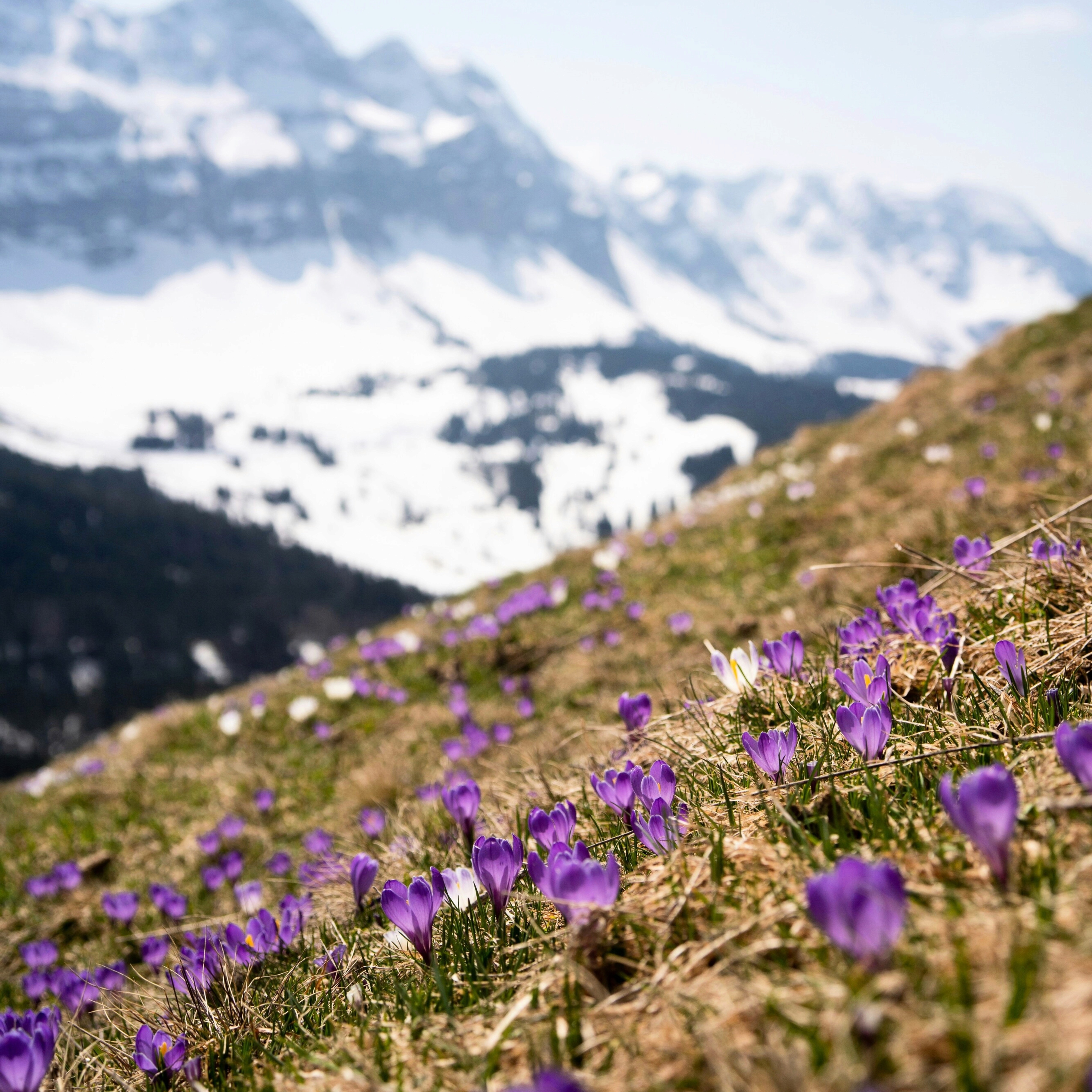 Purple mountain flowers in the Swiss Alps