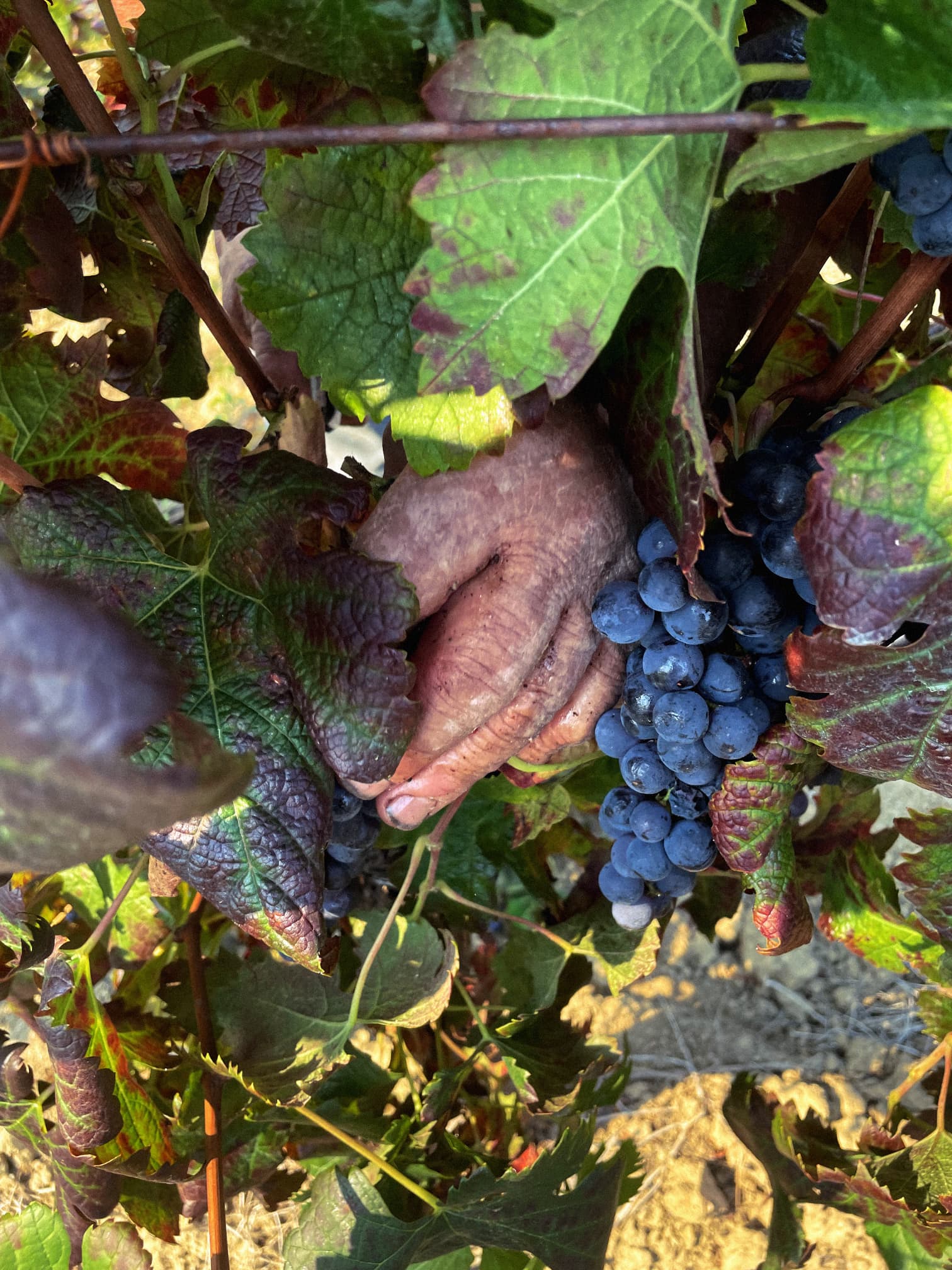 Une main dans les vignes