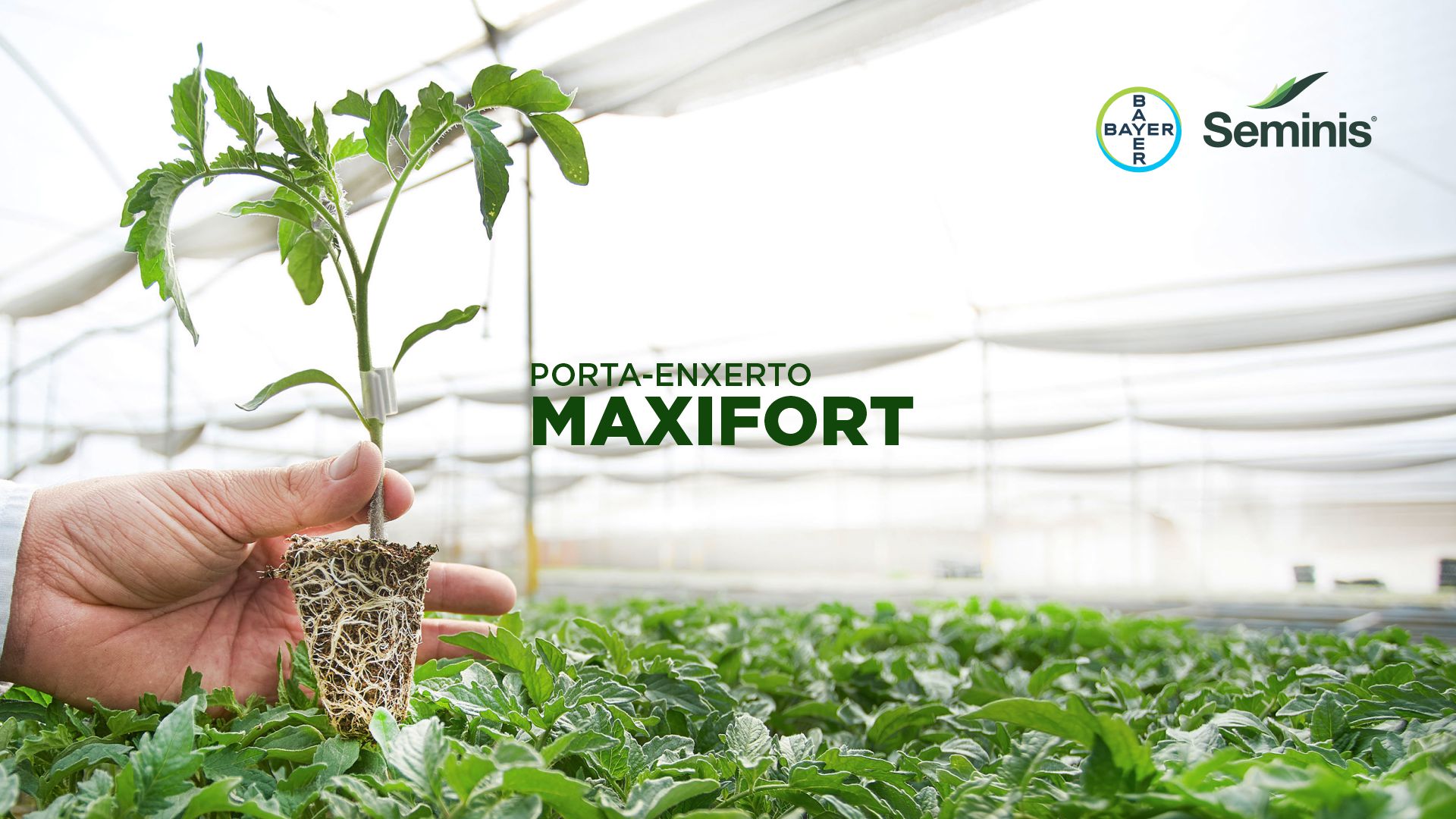Porta Enxerto Híbrido SVTX6258 - Tecseed