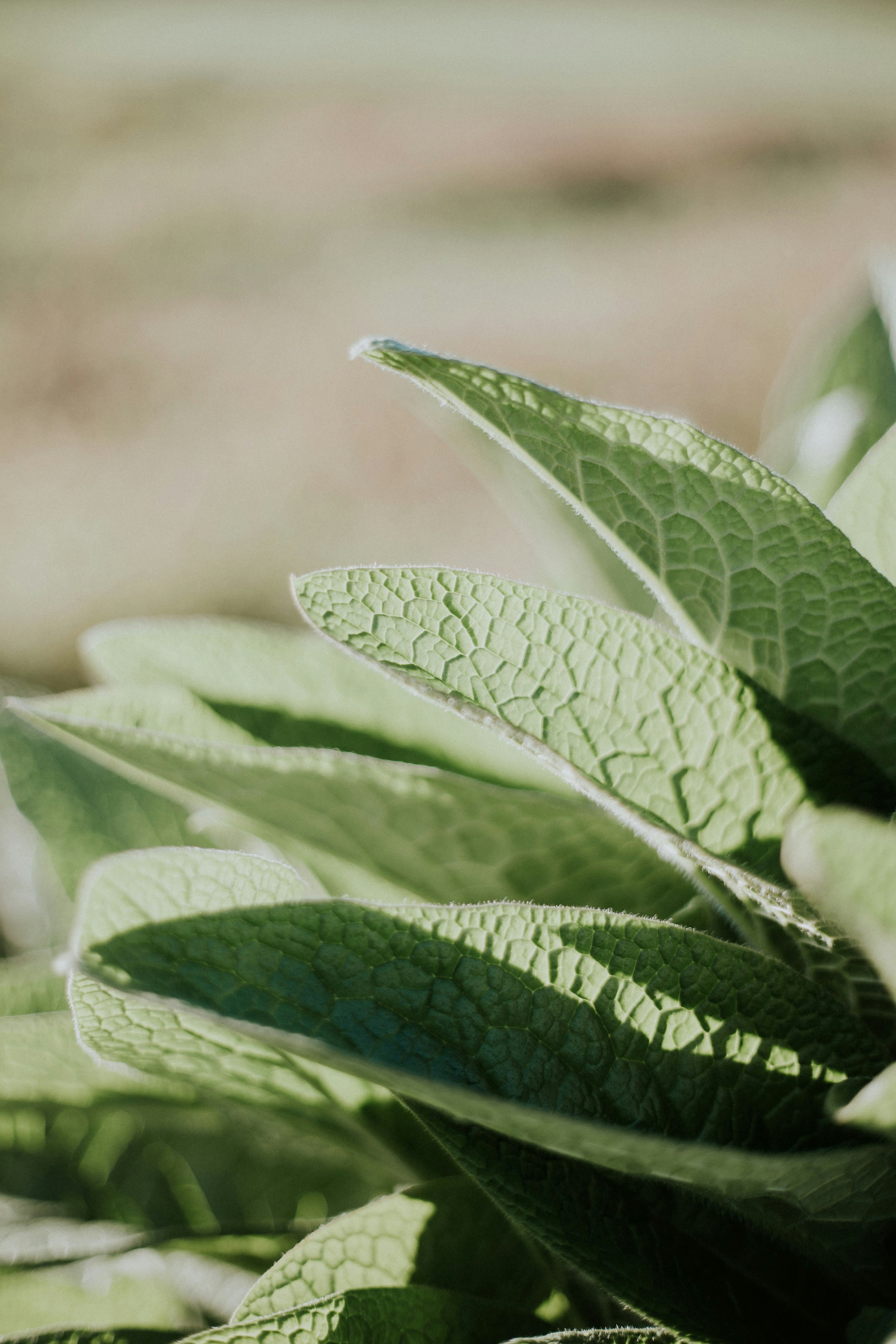 Macro shot of overlapping sage leaves, showing their textured surface and vibrant green color under natural sunlight.