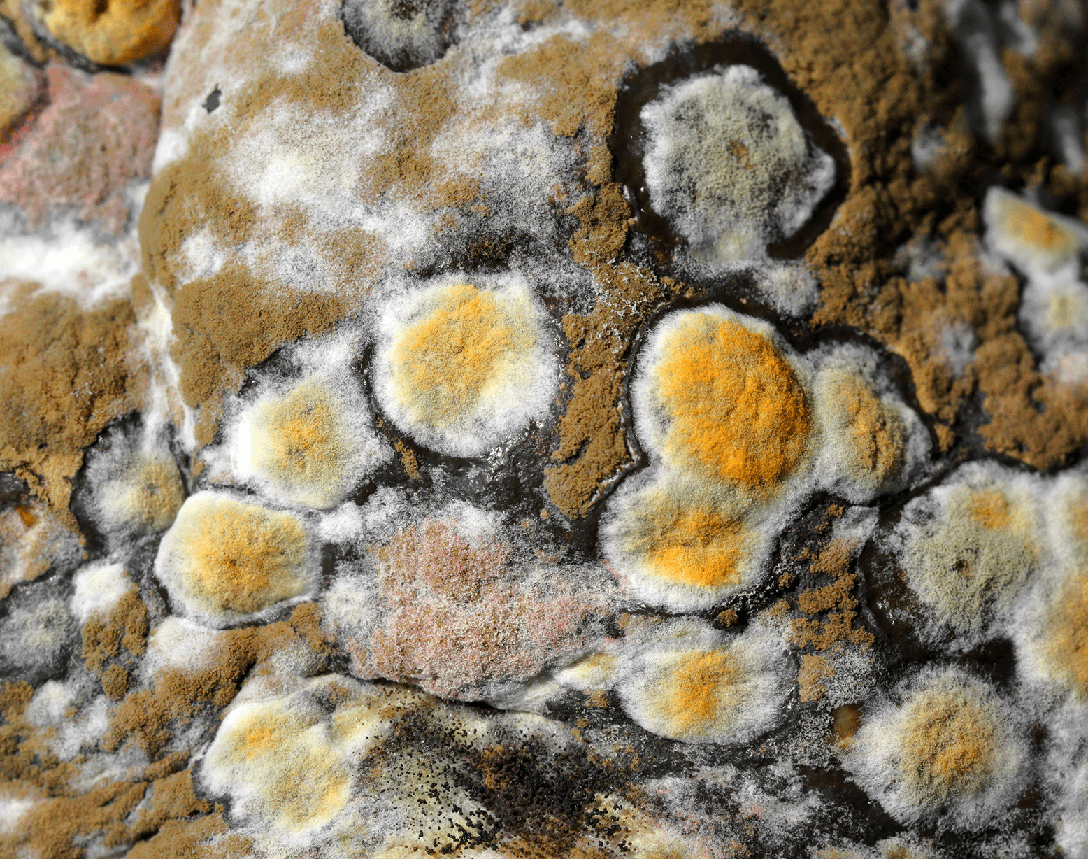 Close-up of multicolored mold growth on a surface, showing yellow, green, and white fuzzy colonies.