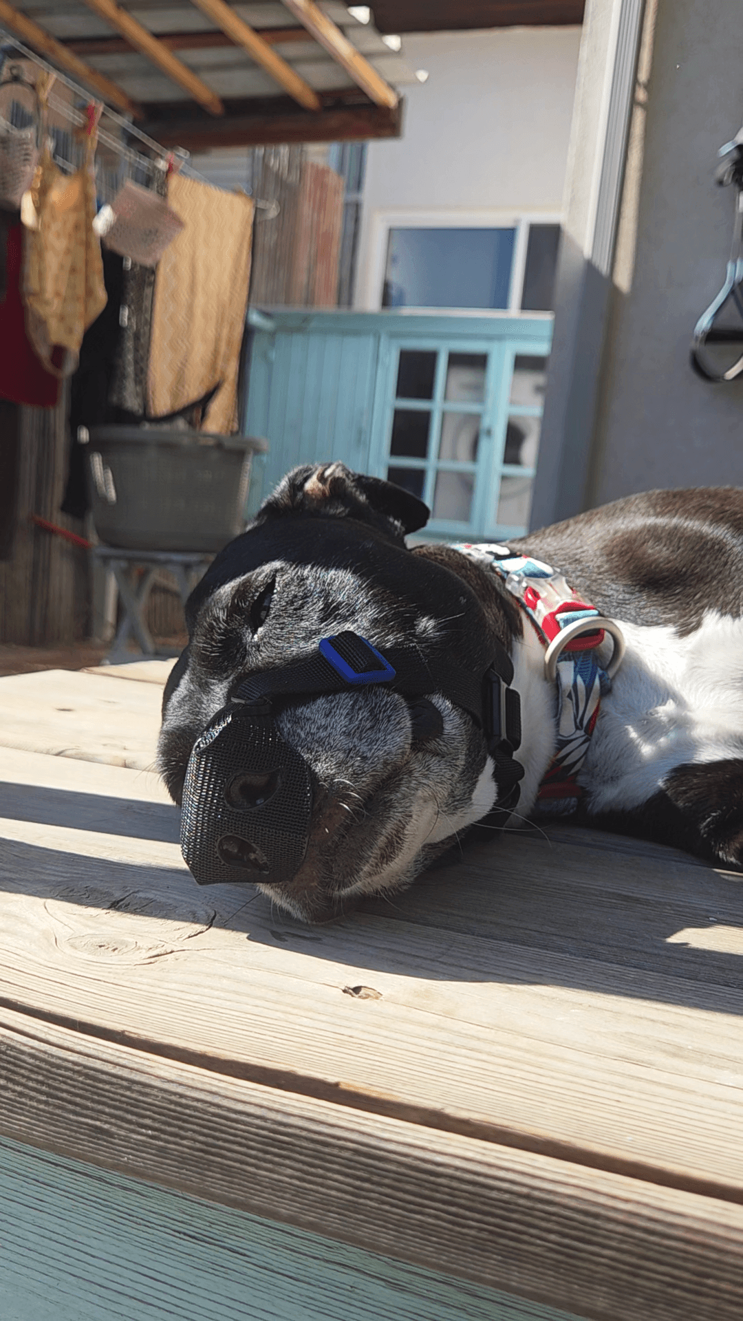 Billie the pitbull with using SnoutCover for DLE treatment
