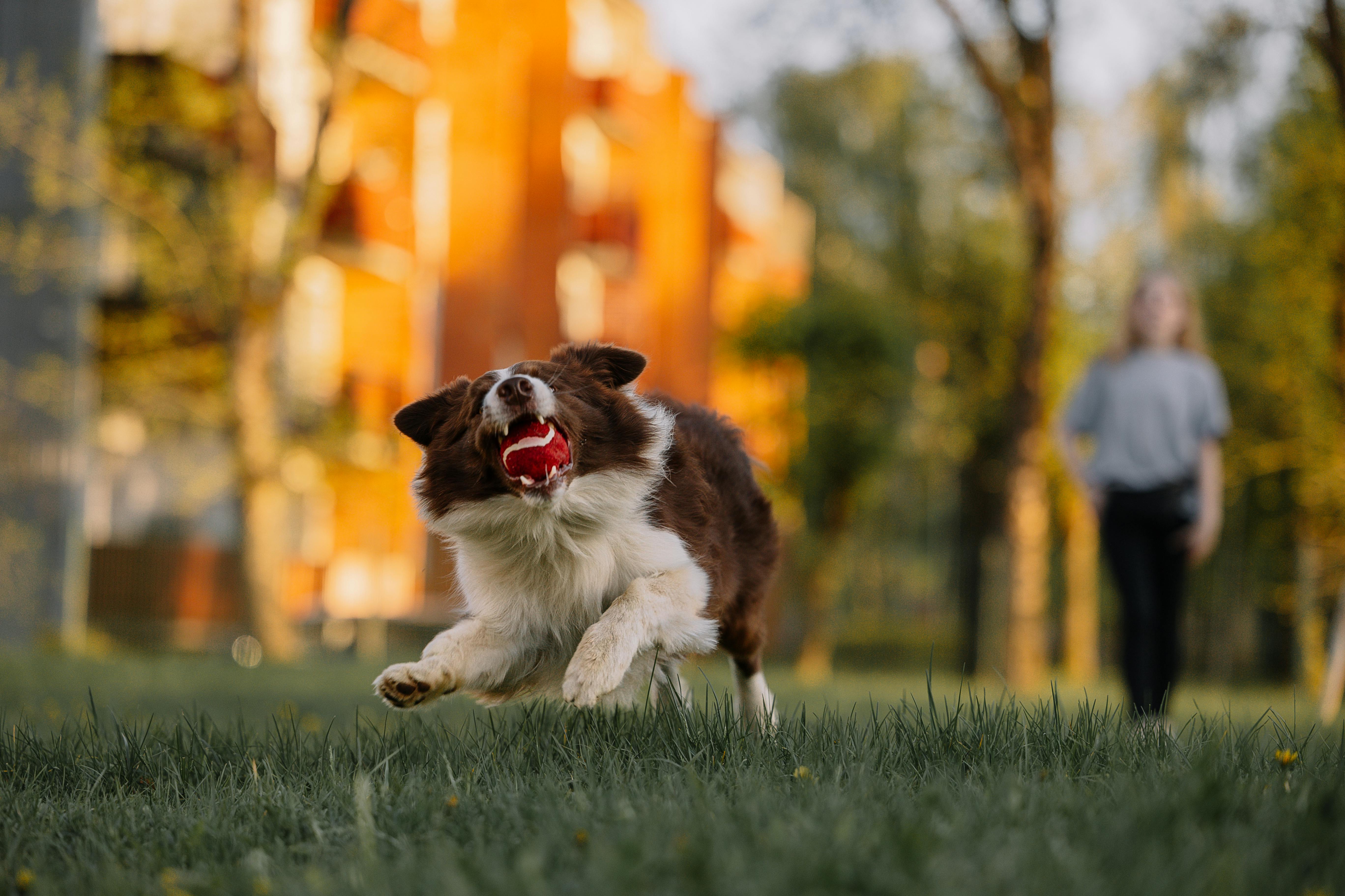 The 12 Best Pet-Friendly Parks in Dubai: A Complete Guide