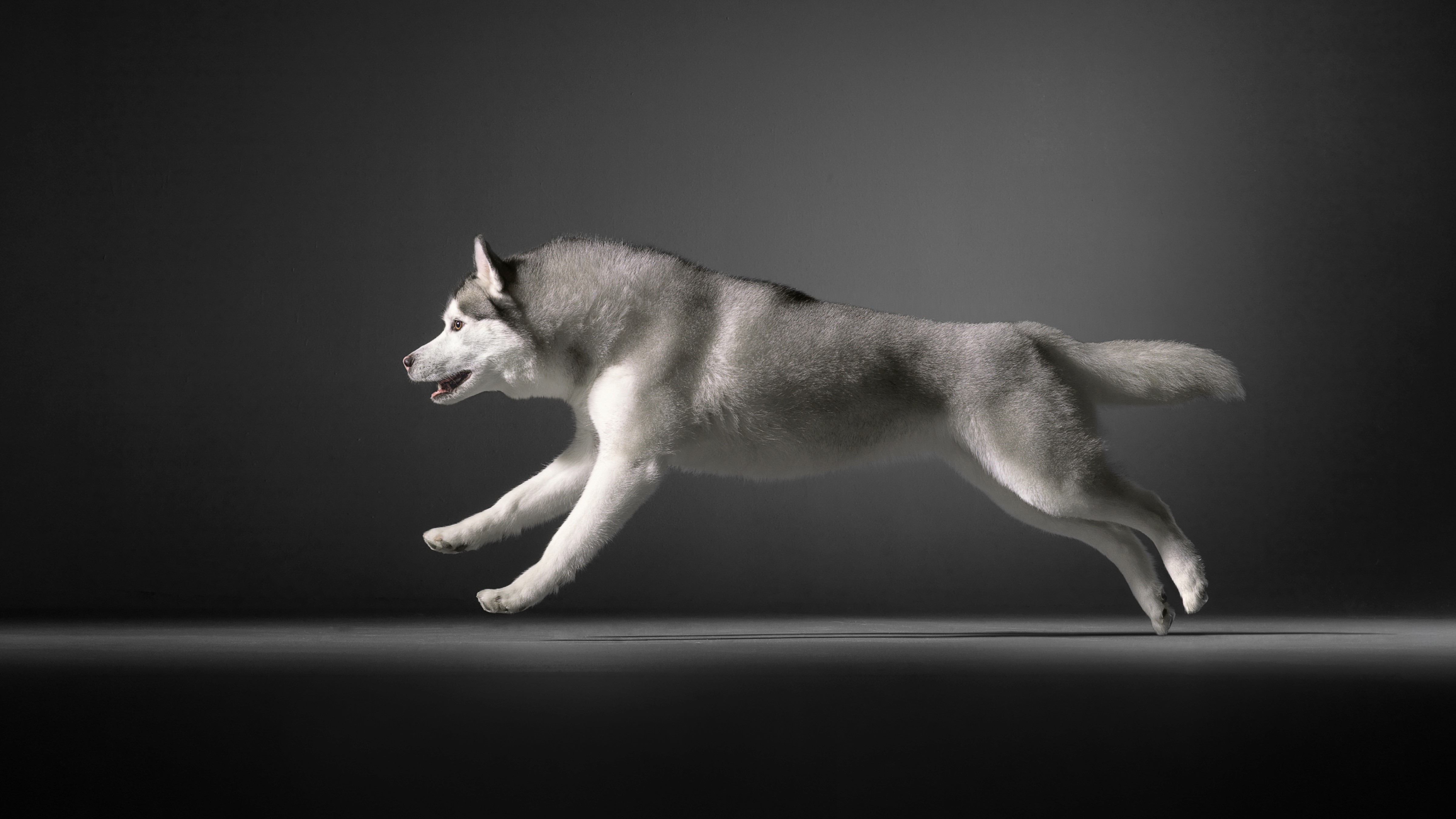 Purina Vet Diets Husky Running