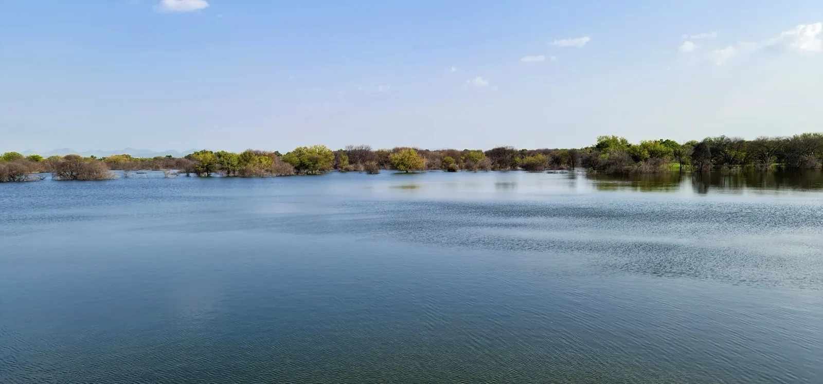 Calm river bordered by trees
