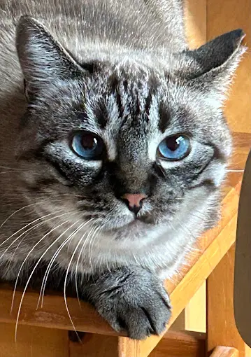 white coated Persian cat sitting on brown wooden surface