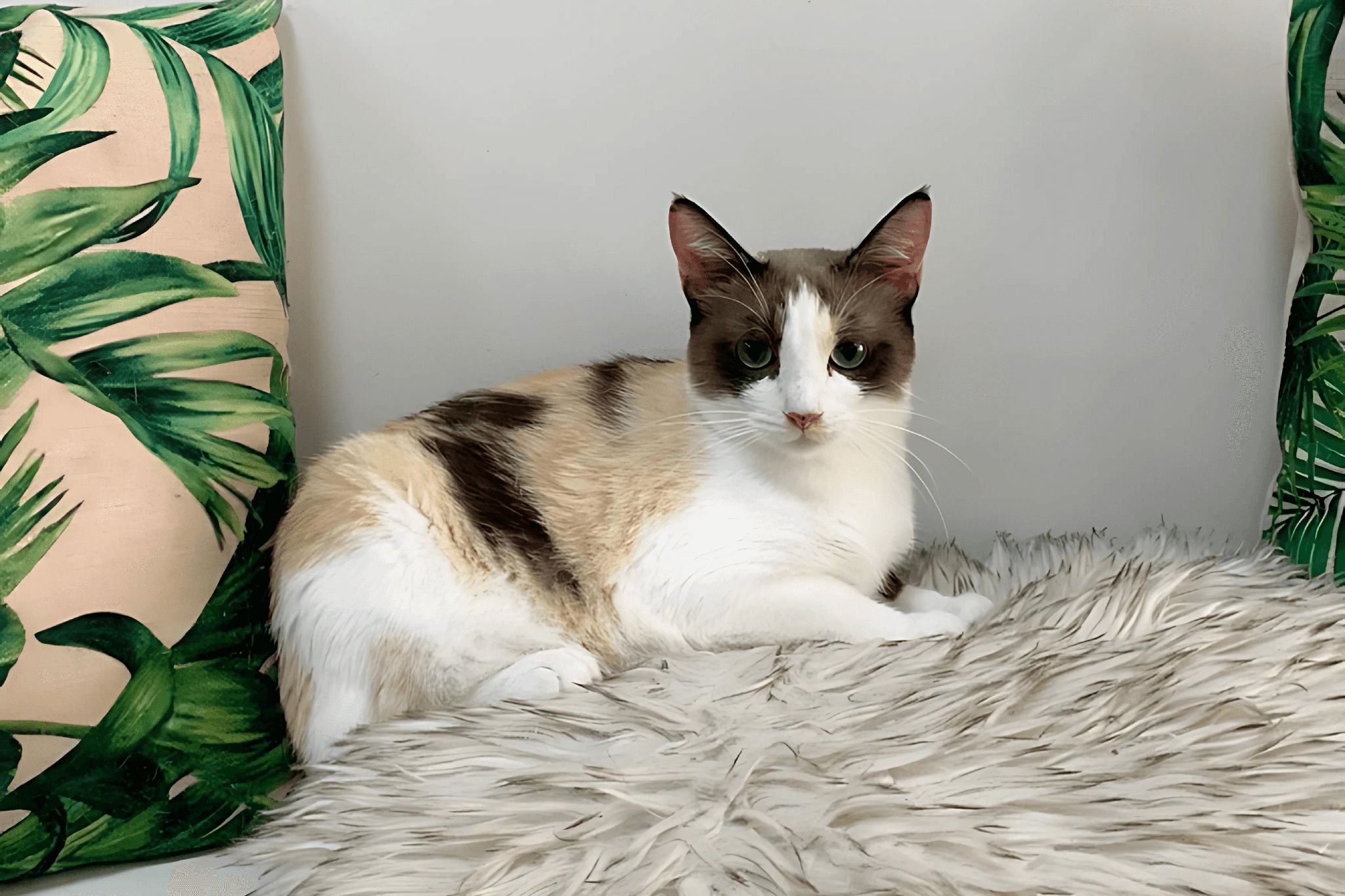 The Dos and Don’ts in Ailuromania Cat Cafe