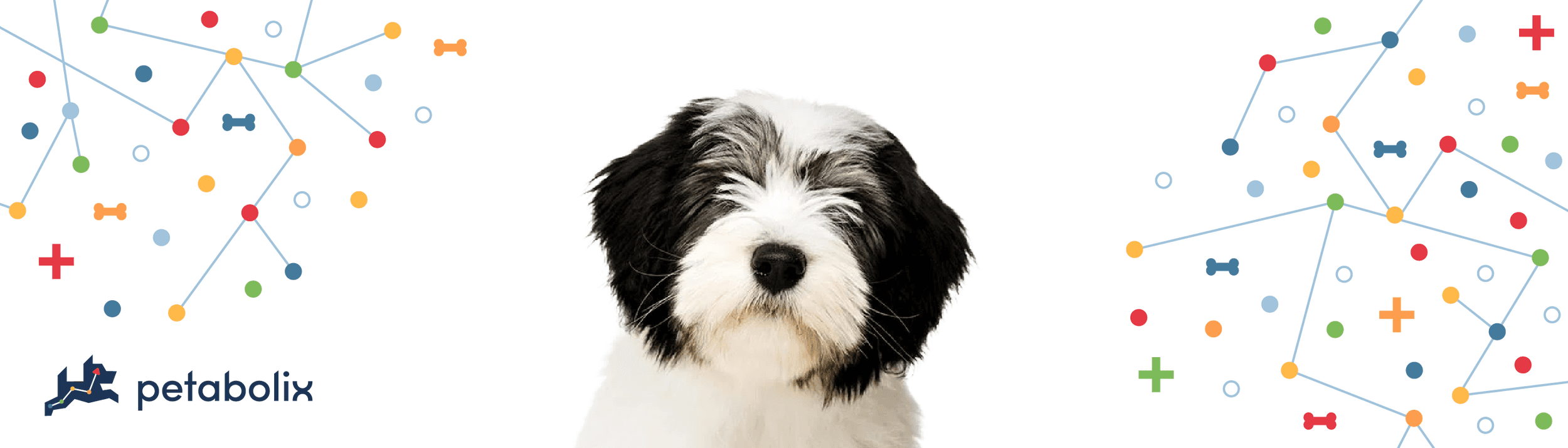 Polish Lowland Sheepdog image