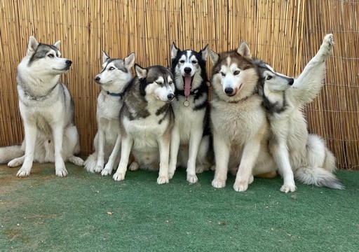 Doggy day care , what makes us special