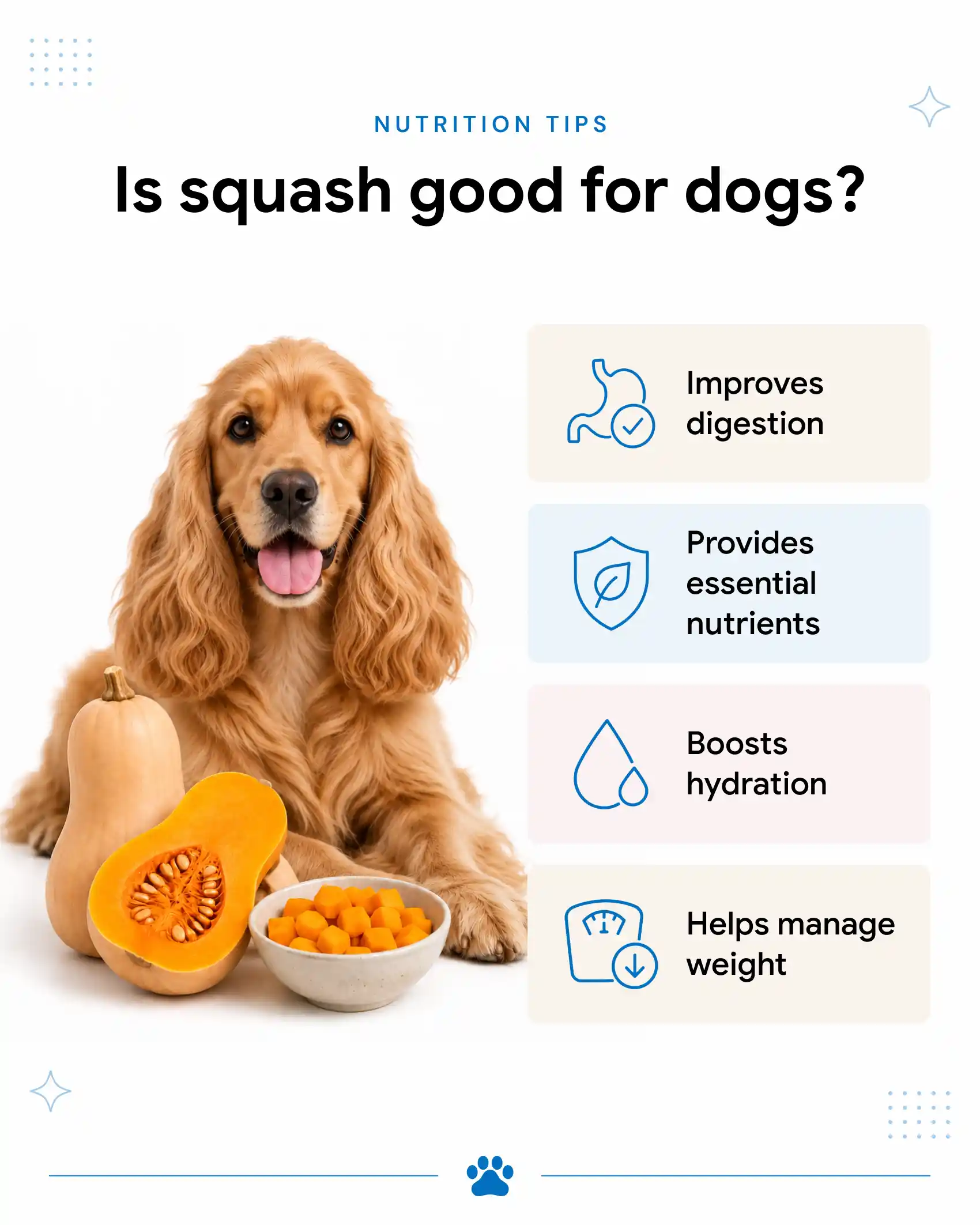 An infographic showing the benefits of squash for dogs.