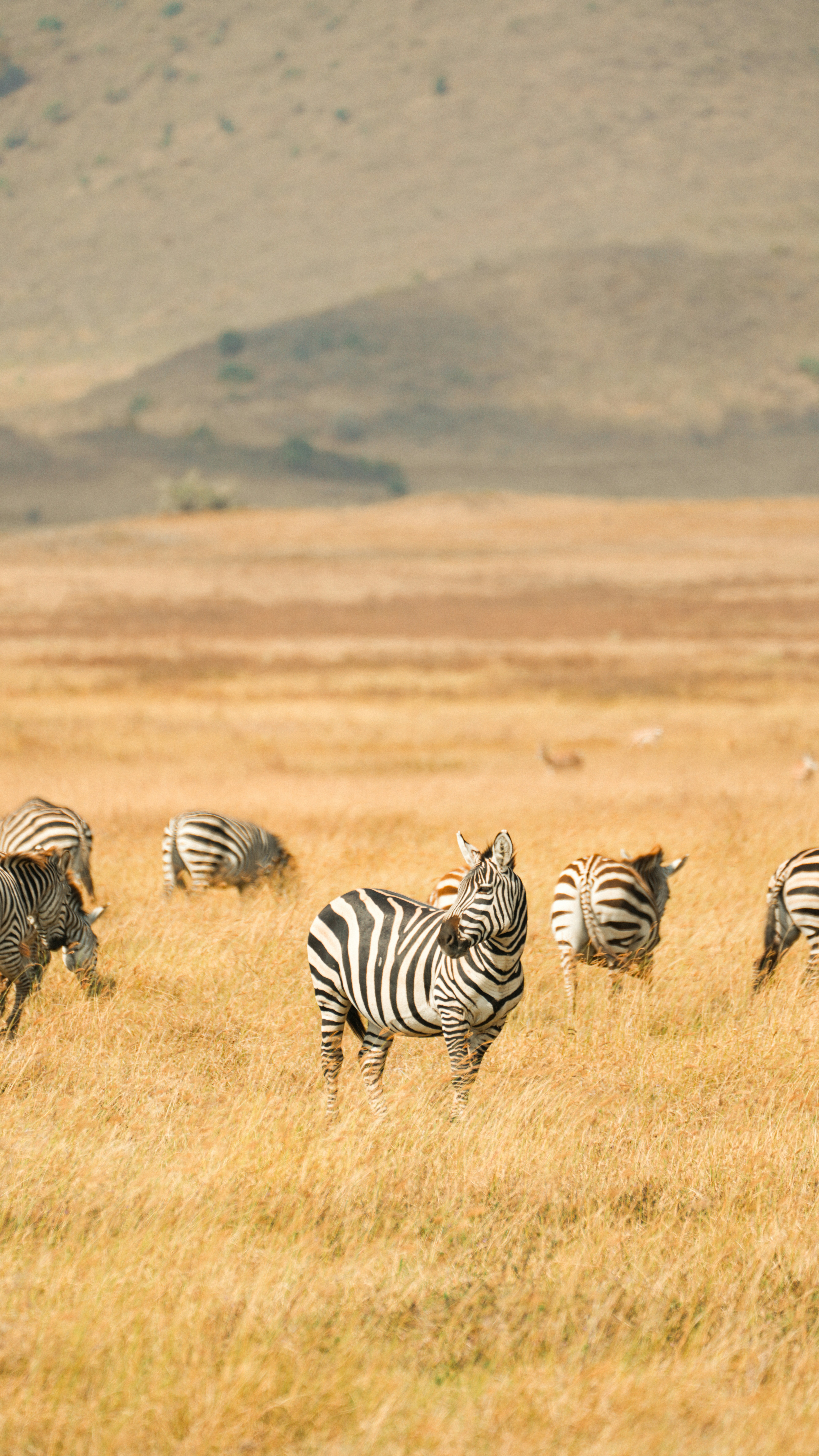 Zebras grazing in a dry grassy savanna