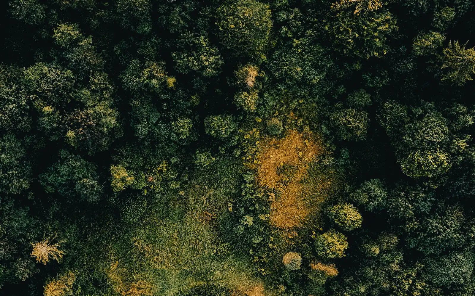 Mountain forest seen from above