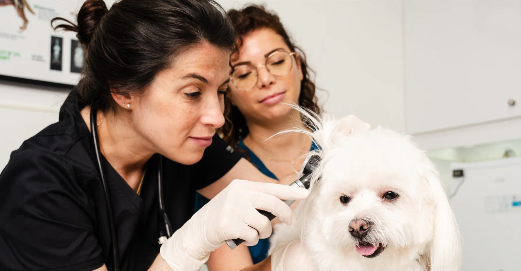 Dr. Leticia Maia treats a white dog in a clinical setting, surrounded by cabinets and medical equipment, with a colleague nearby.