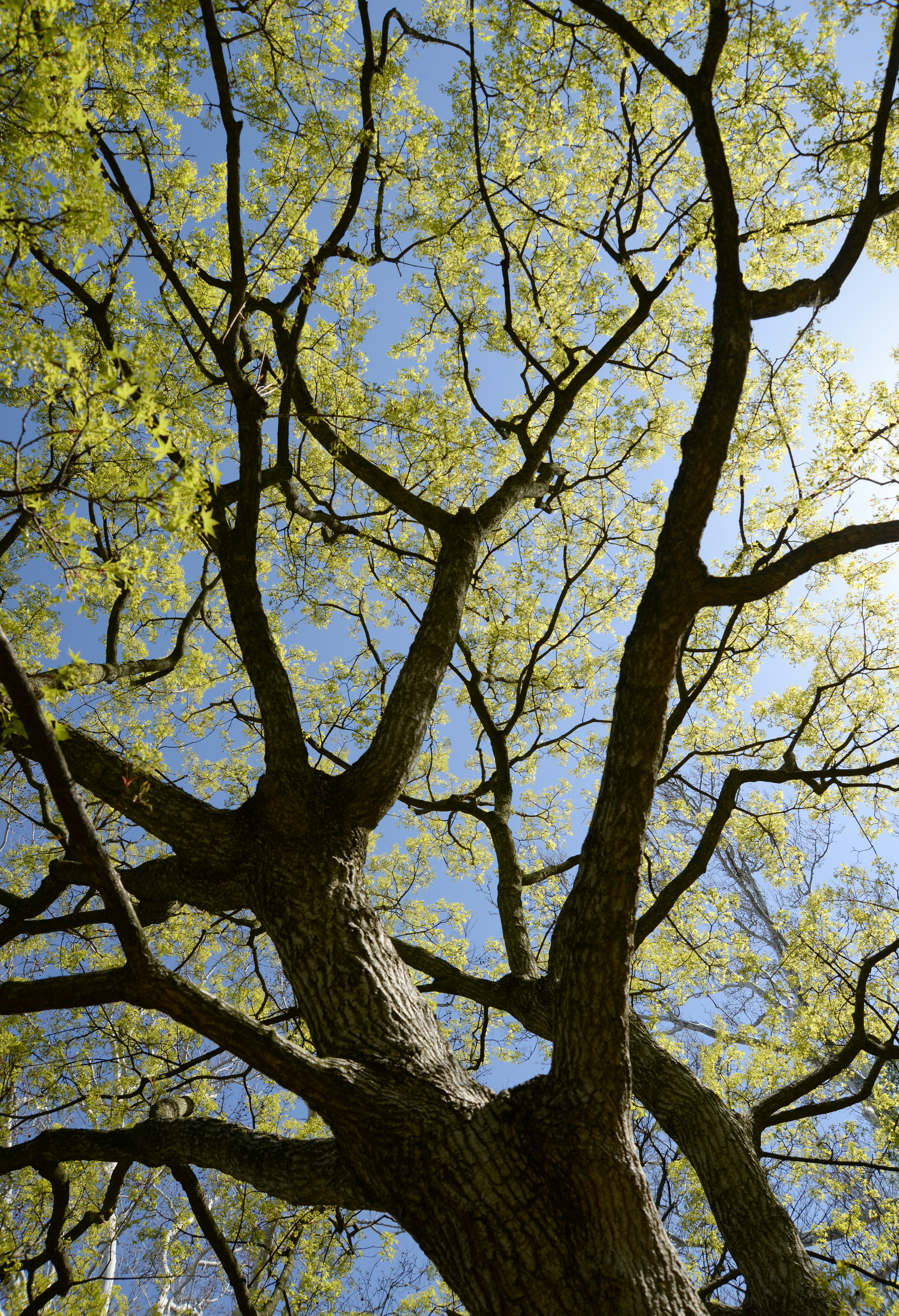 low angle photography of tree during daytime