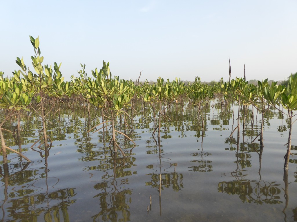 Young mangroves in shallow tide. Photo credit ACES