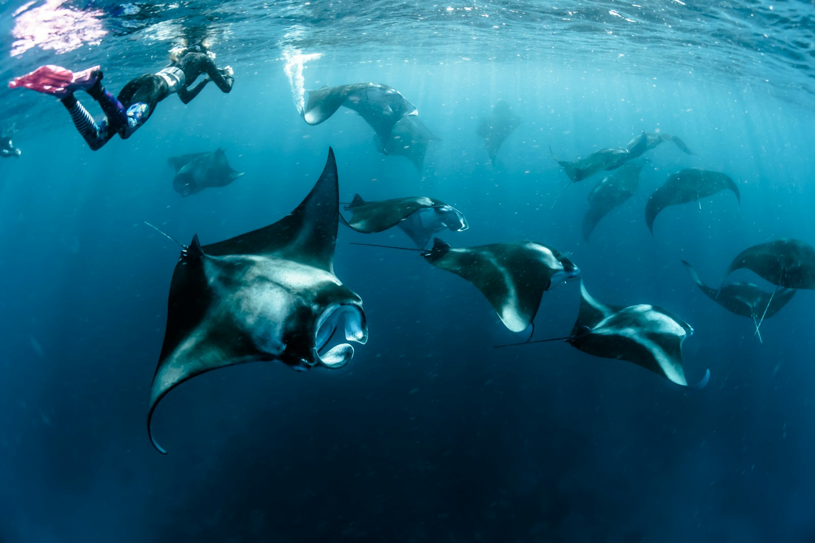 Group of manta rays feeding near the surface with snorkelers above