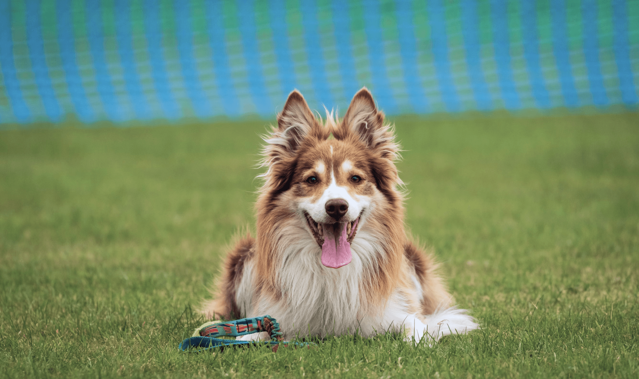 A collie-type dog laying on the ground facing the camera with a happy, relaxed look on their face (with their tongue out)
