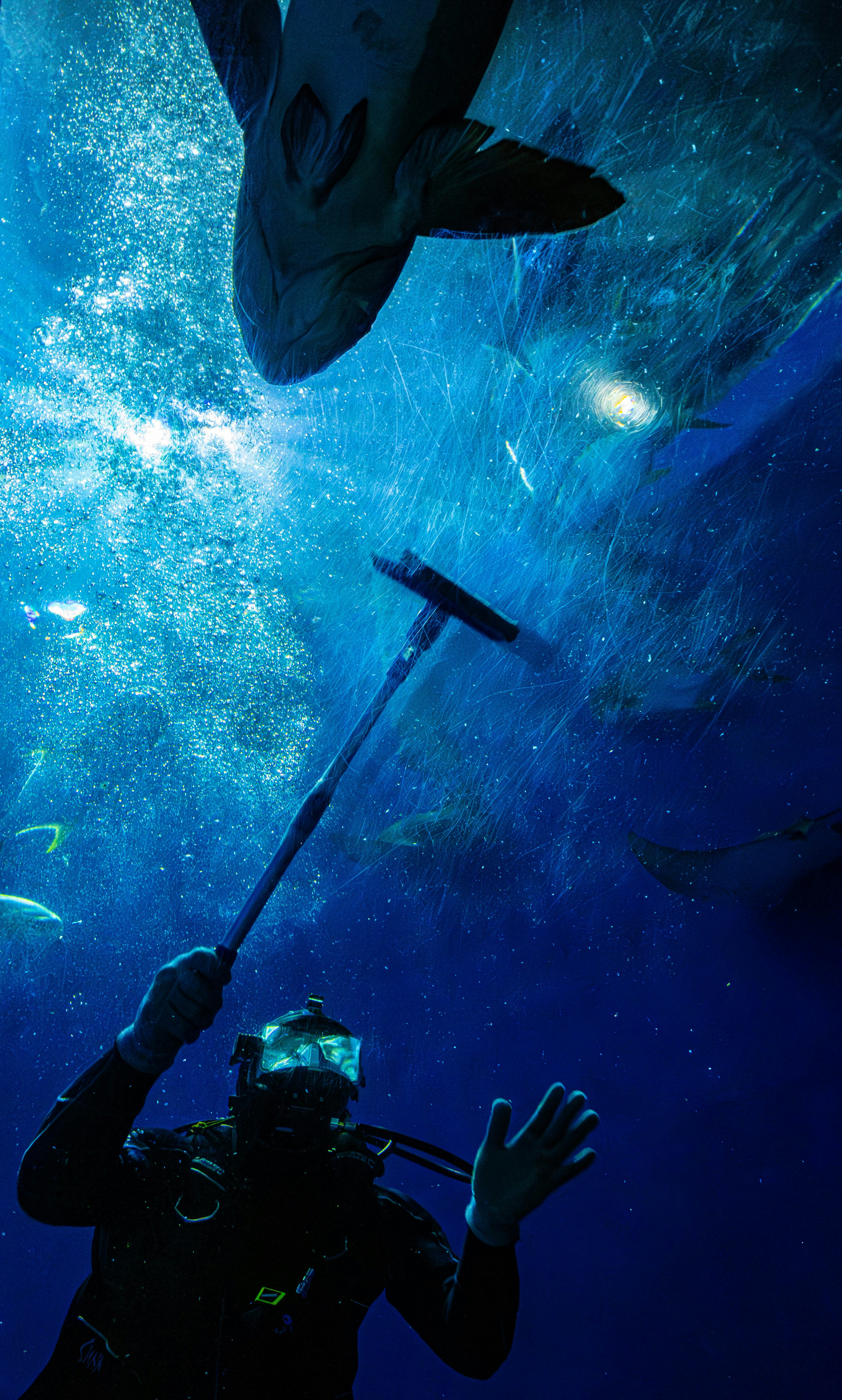 man in black and blue diving suit wearing black helmet and black goggles