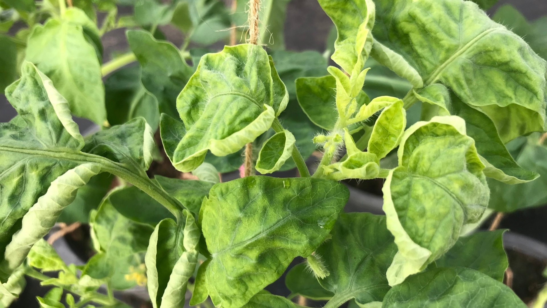 Tomato Yellow Leaf Curl Virus