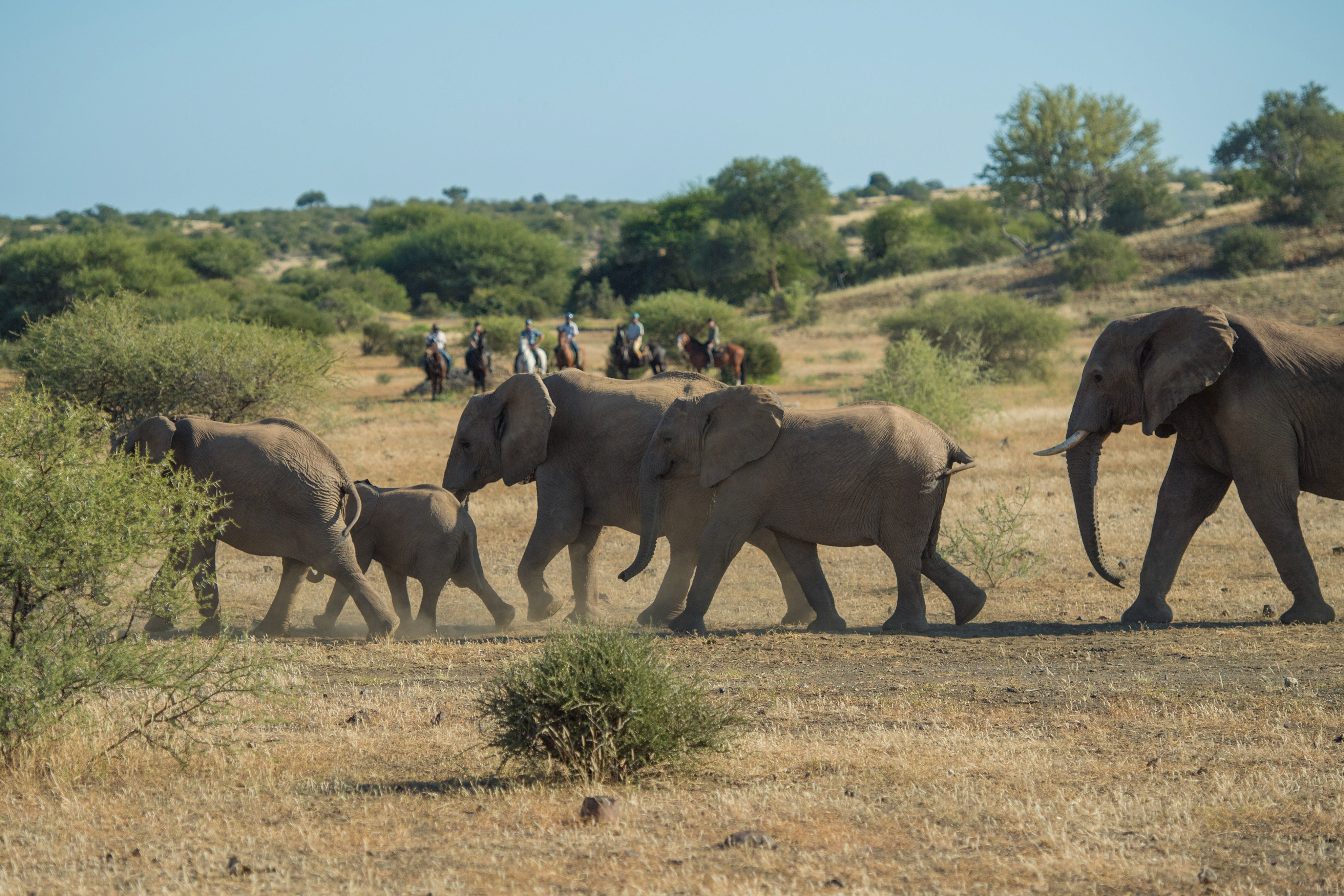 En grupp elefanter passerar framför kameran i Mashatu Game Reserve, Botswana. I bakgrunden betraktar ryttare till häst på ridsafari elefanterna när de passerar genom det afrikanska landskapet. En dag på ridsemester, Tuli Safari, Afrika.