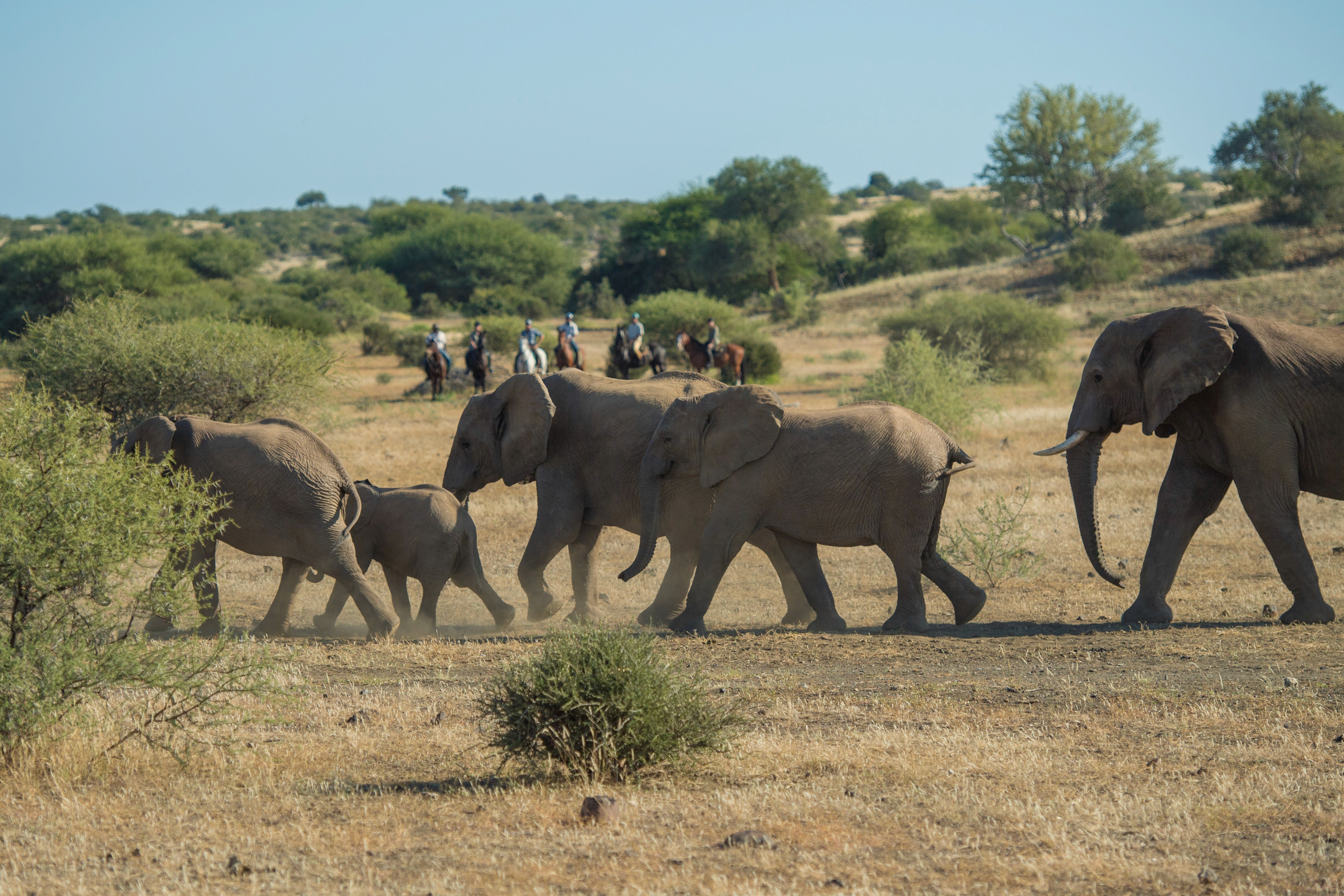 Tuli Safari, Botswana. En flock elefanter korsar savannen framför ryttare till häst – ett av många magiska möten under en ridresa i Afrika.