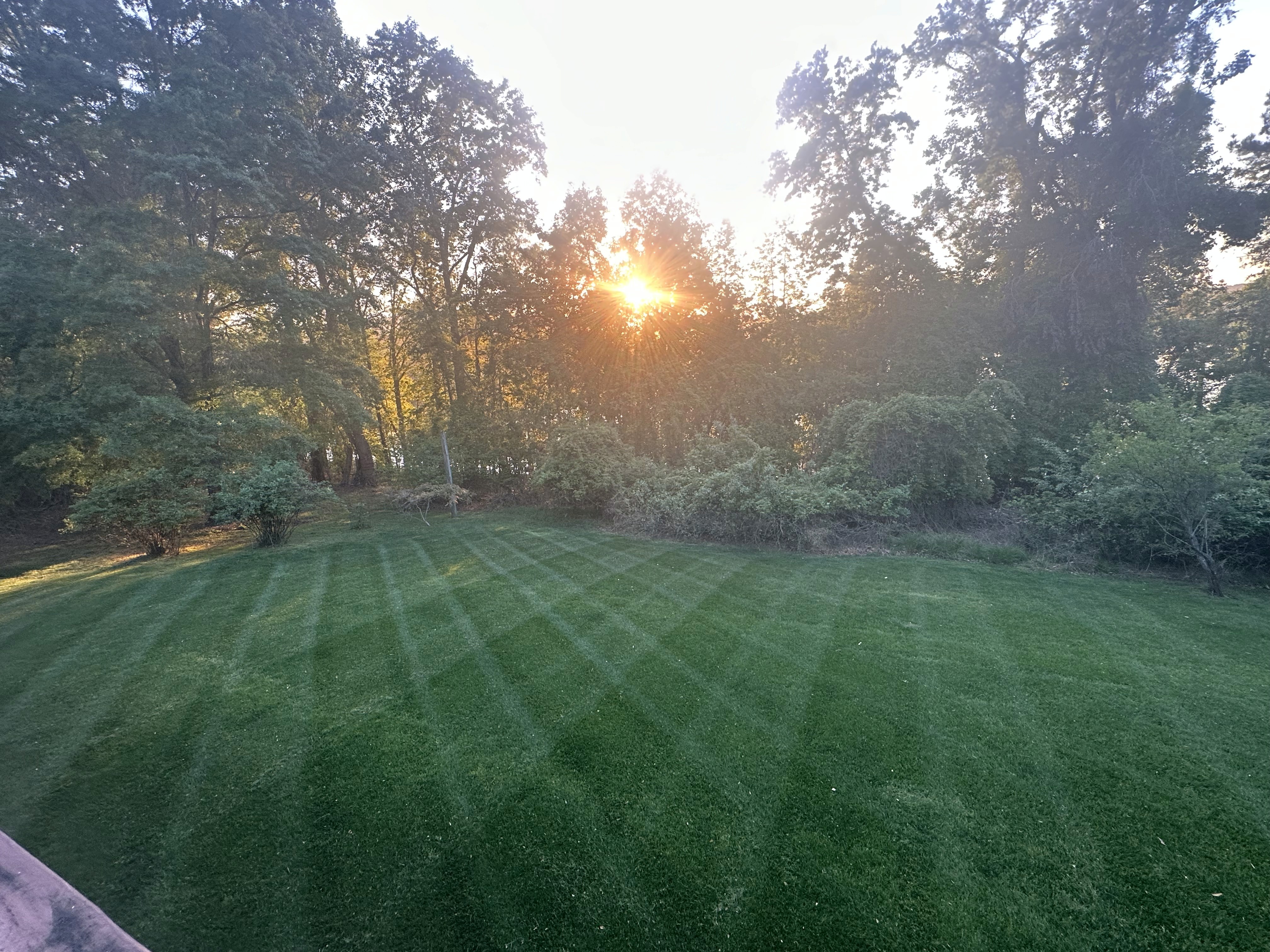 a field of green grass with a blurry background