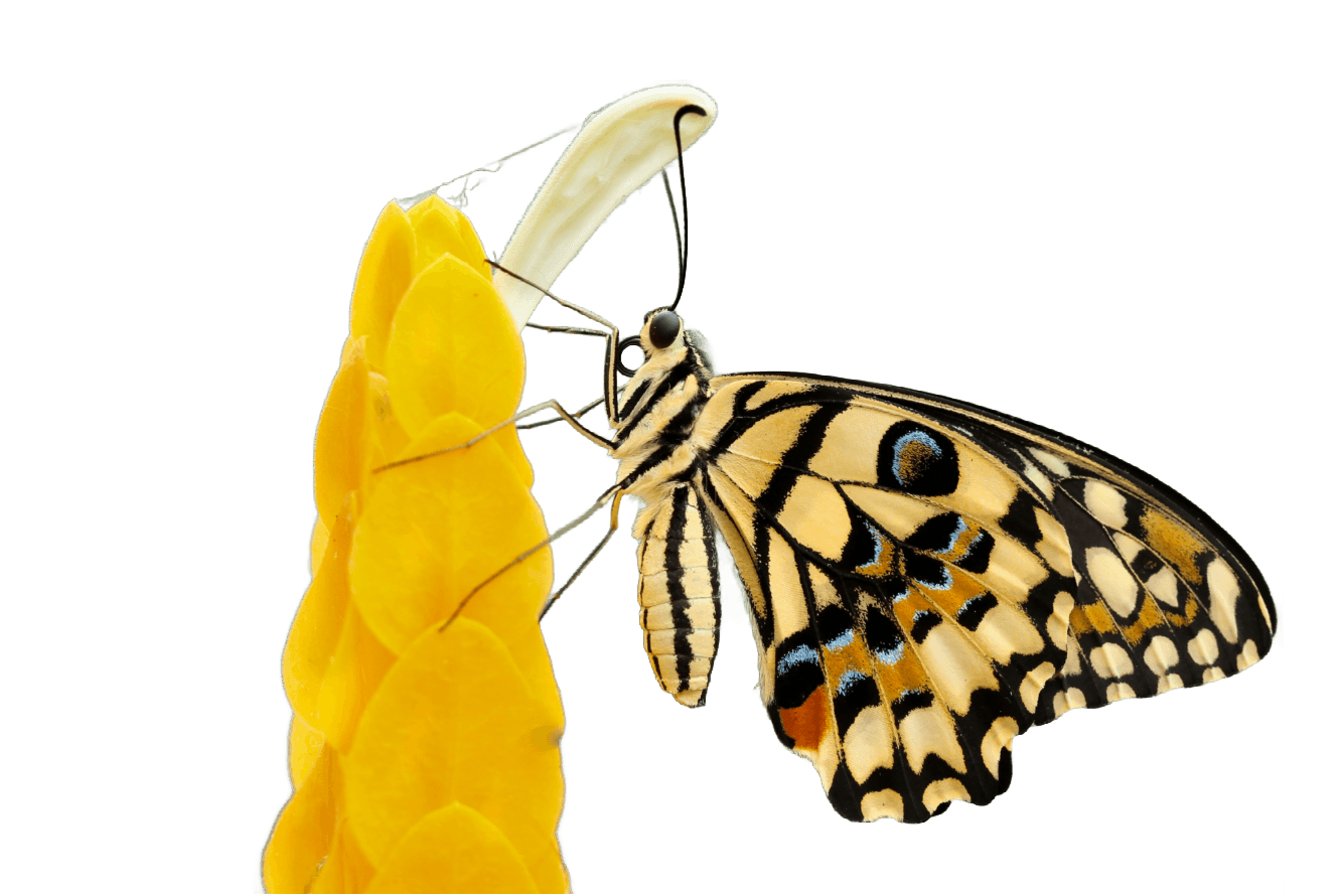 butterfly perched on flower at daytime (Background Removed)
