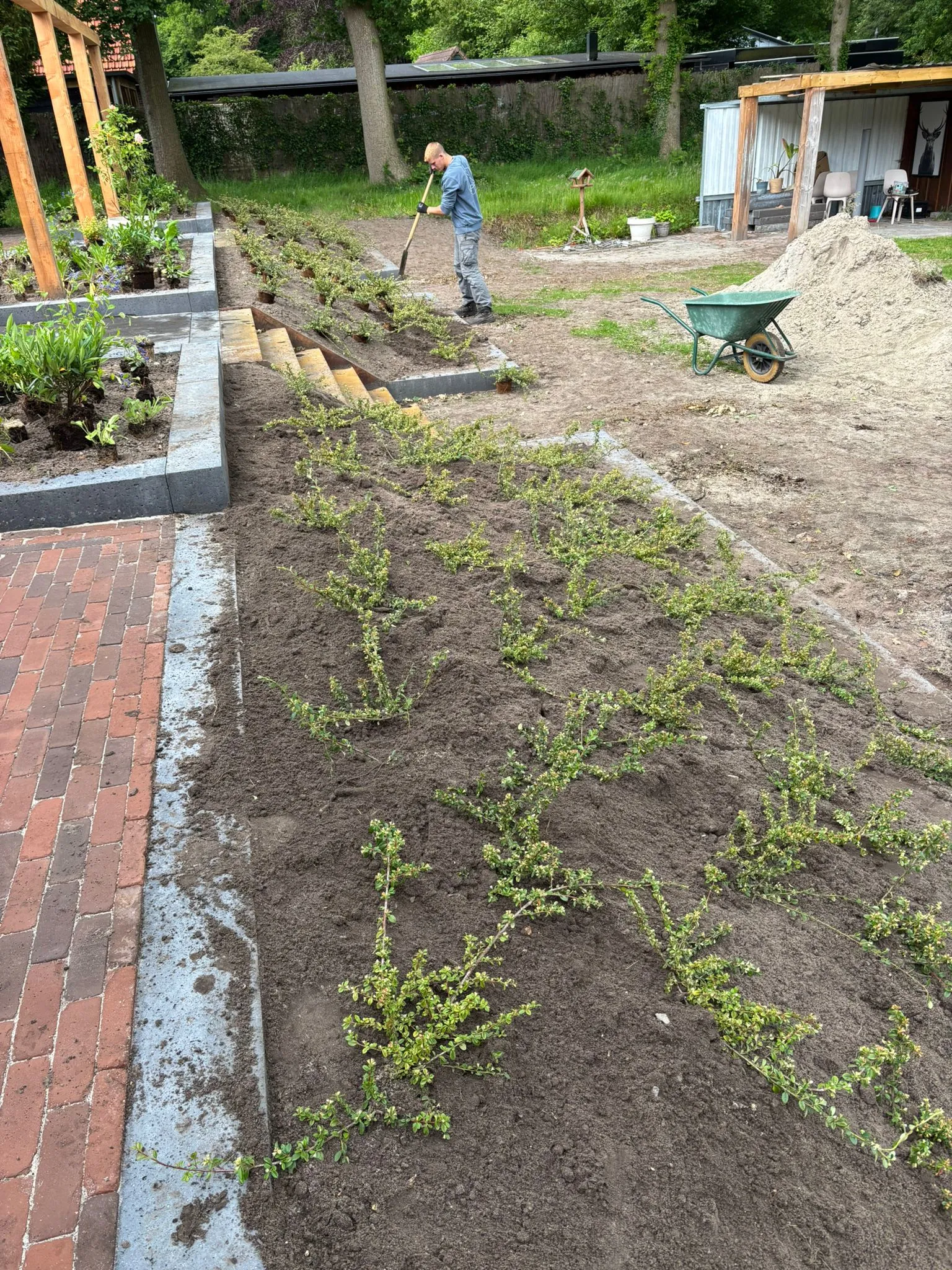 Hovenier plant jonge struiken langs een verhoogd terras met oud Hollandse tegels en gebakken klinkers in een tuin met trap naar lagere tuin.