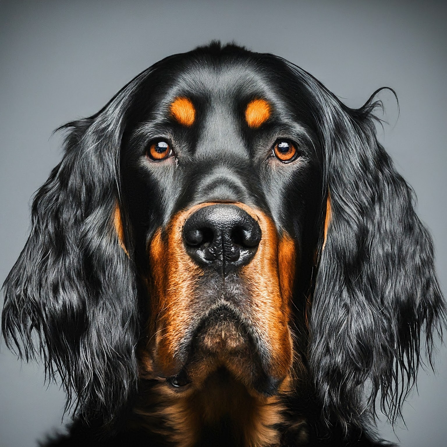 BUDDYUNO, Gordon Setter