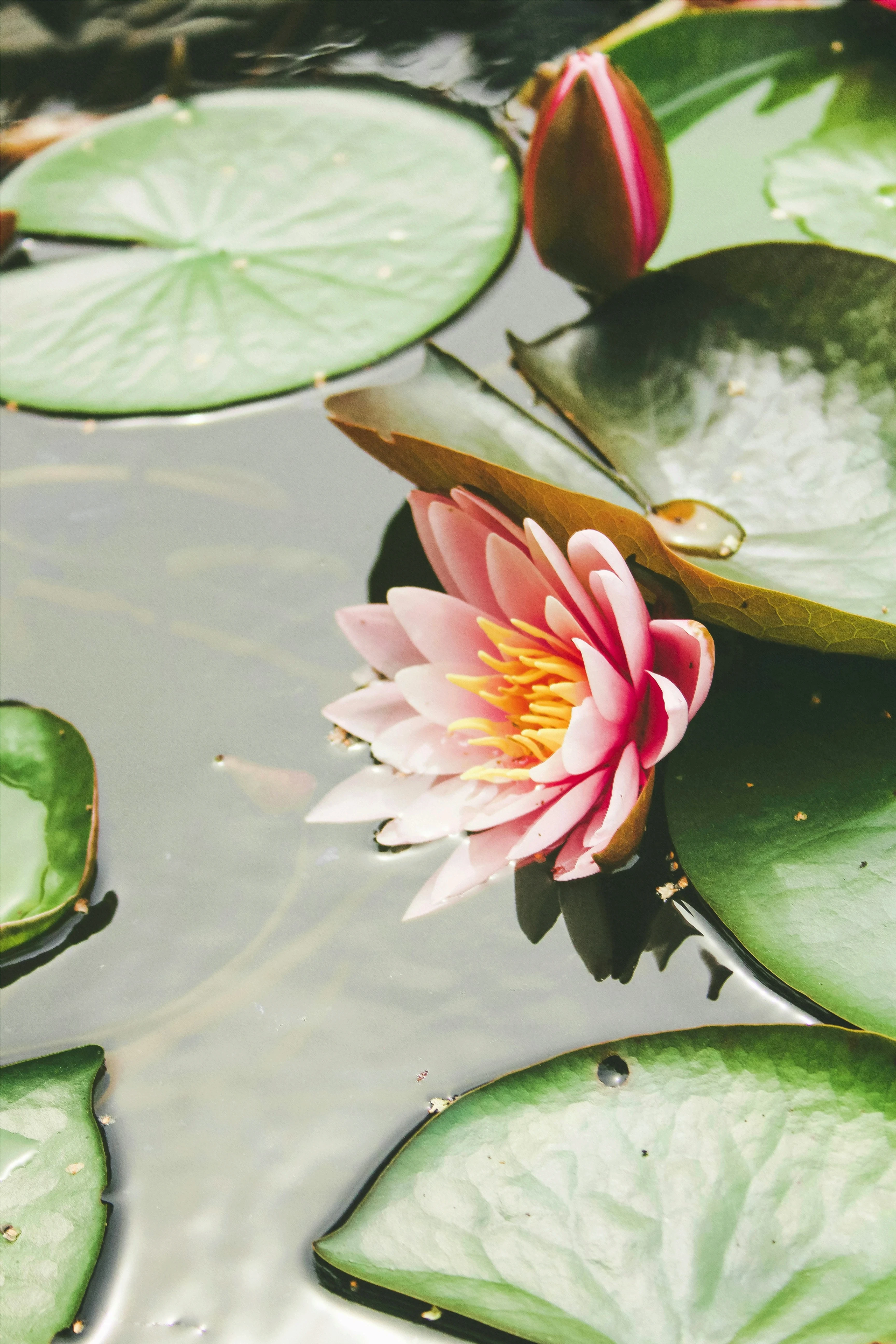A pink water lily blooming among green lily pads on calm water, symbolizing growth and self-acceptance emerging from stillness.