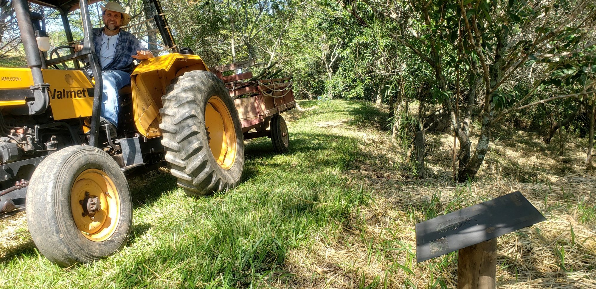 Trator amarelo puxa carreta por trilha gramada entre árvores em área de plantio