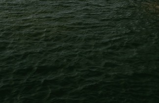 Close-up of a dark green leaf showing its textured surface and central vein against a muted background.